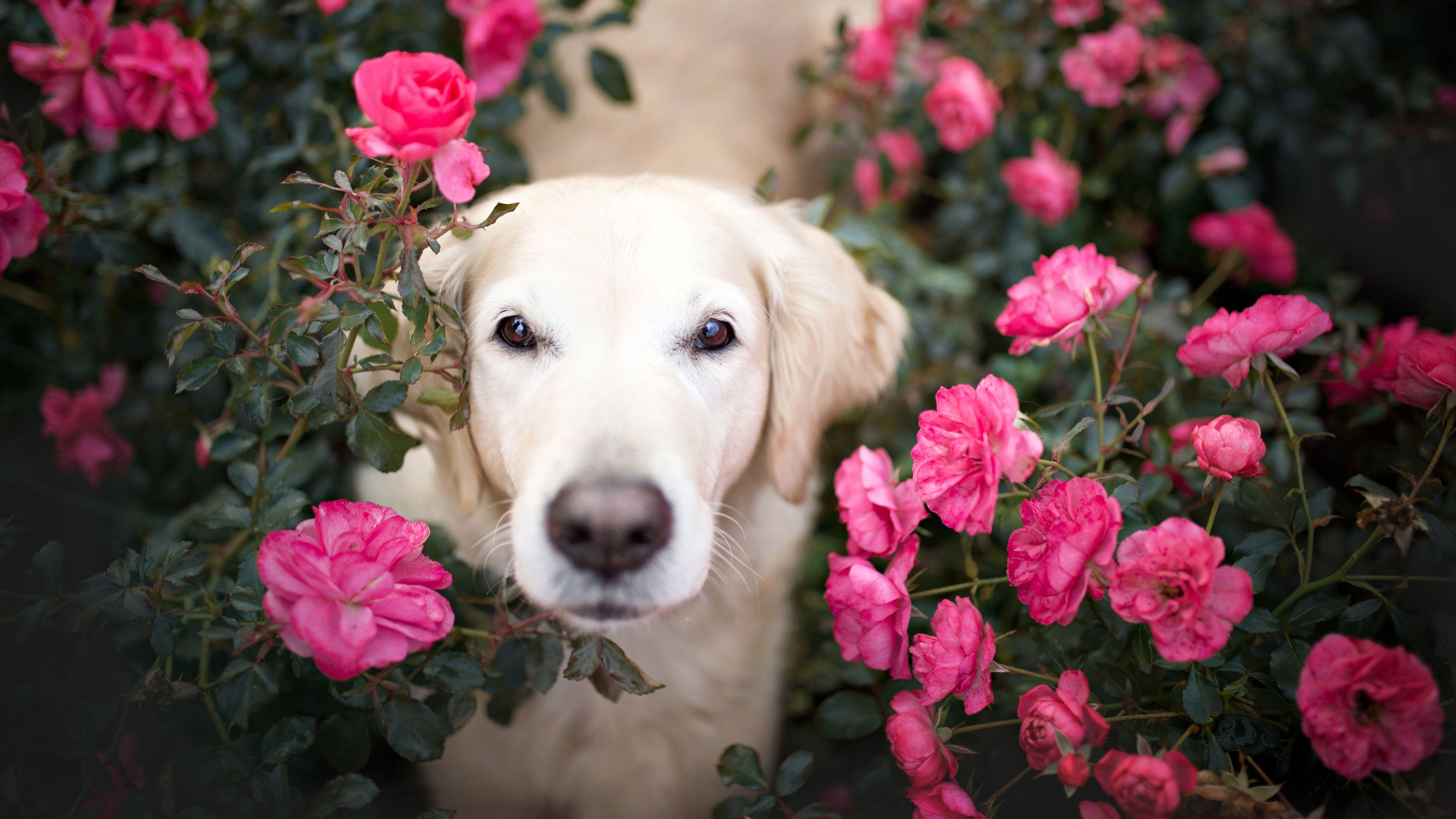 5472x3078 Wallpaper Golden Retriever, Roses, HD, 5K, Animals