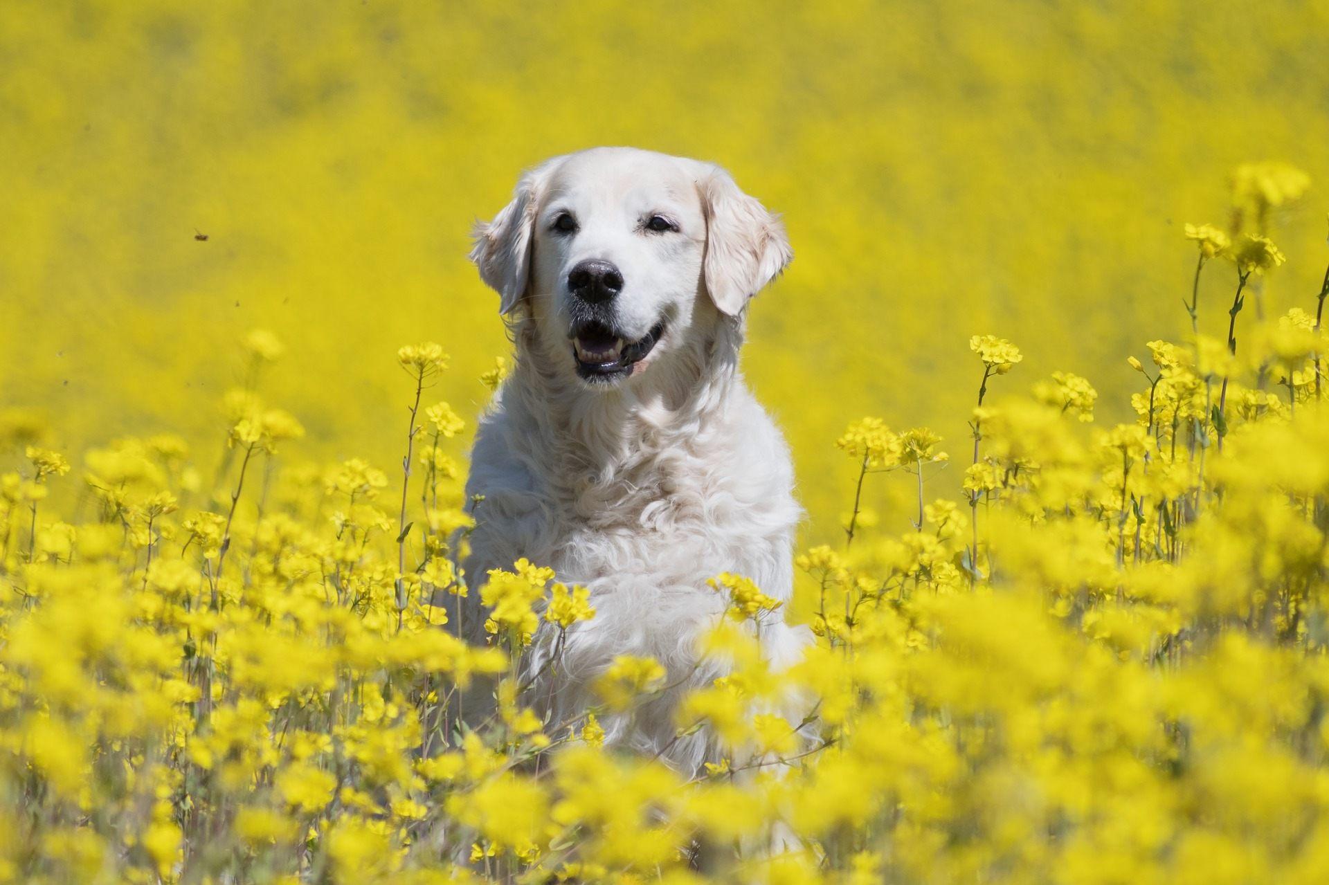 1920x1279 Golden Retriever Wallpaper