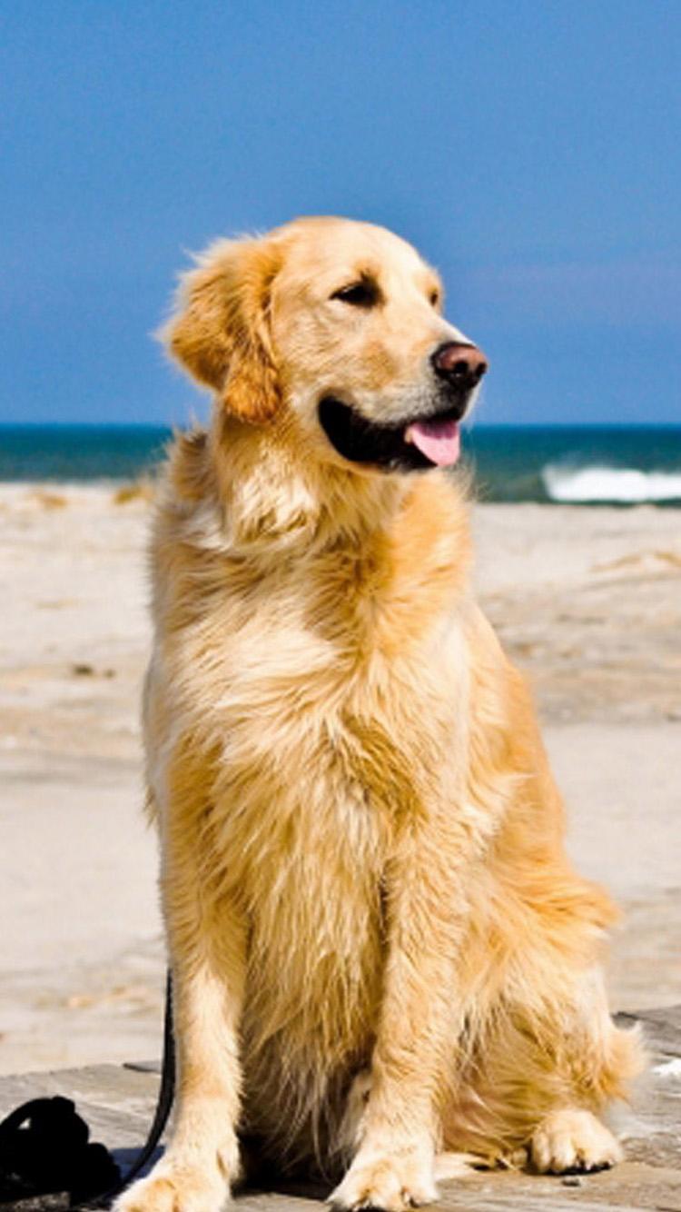 750x1334 Golden Retriever HD Wallpaper Background Wallpaper 750x1334