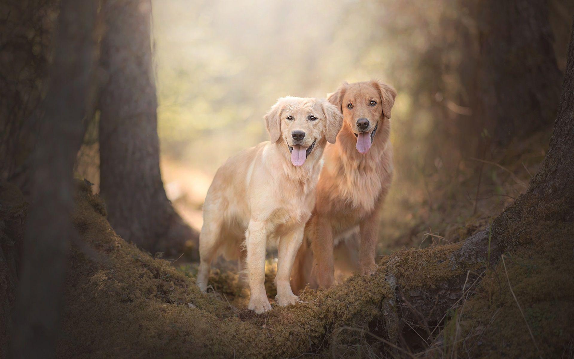 Golden Retrievers Wallpapers Top Free Golden Retrievers Backgrounds