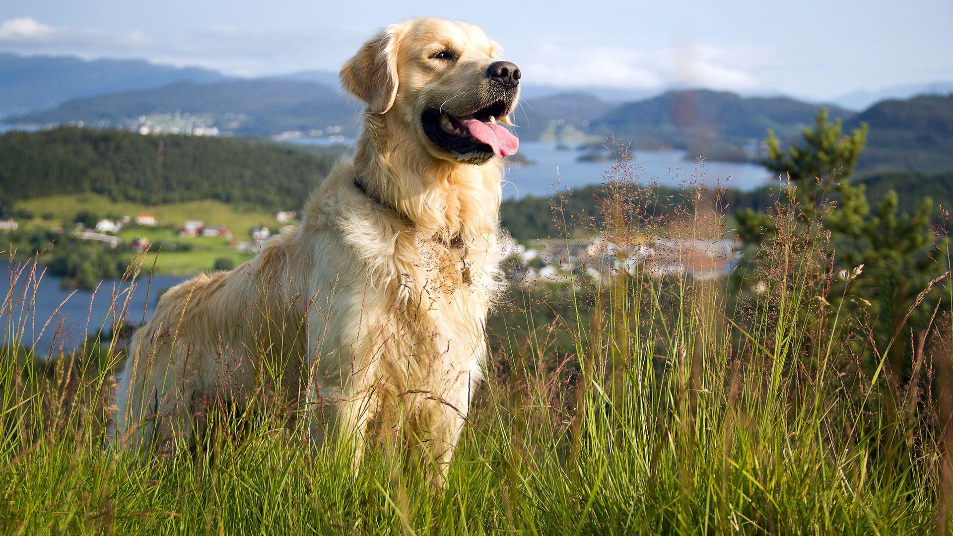 Golden Retrievers Wallpapers - Top Free Golden Retrievers Backgrounds ...