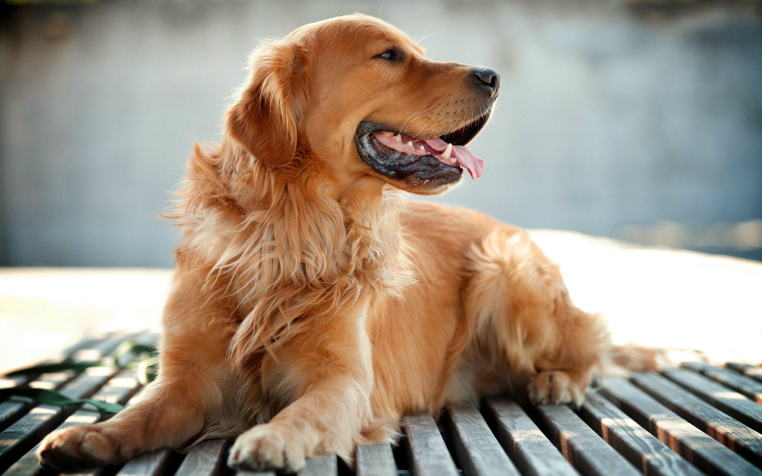 2560x1600 Cute golden retriever dog wallpaper