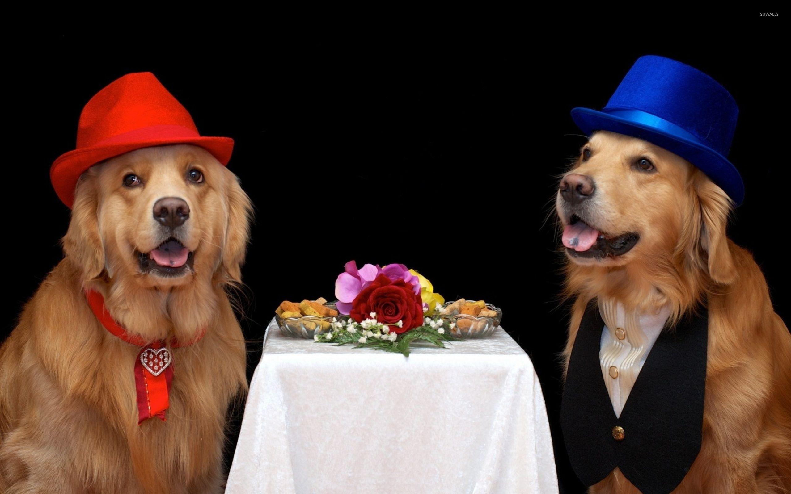 Golden Retrievers Wallpapers - Top Free Golden Retrievers Backgrounds