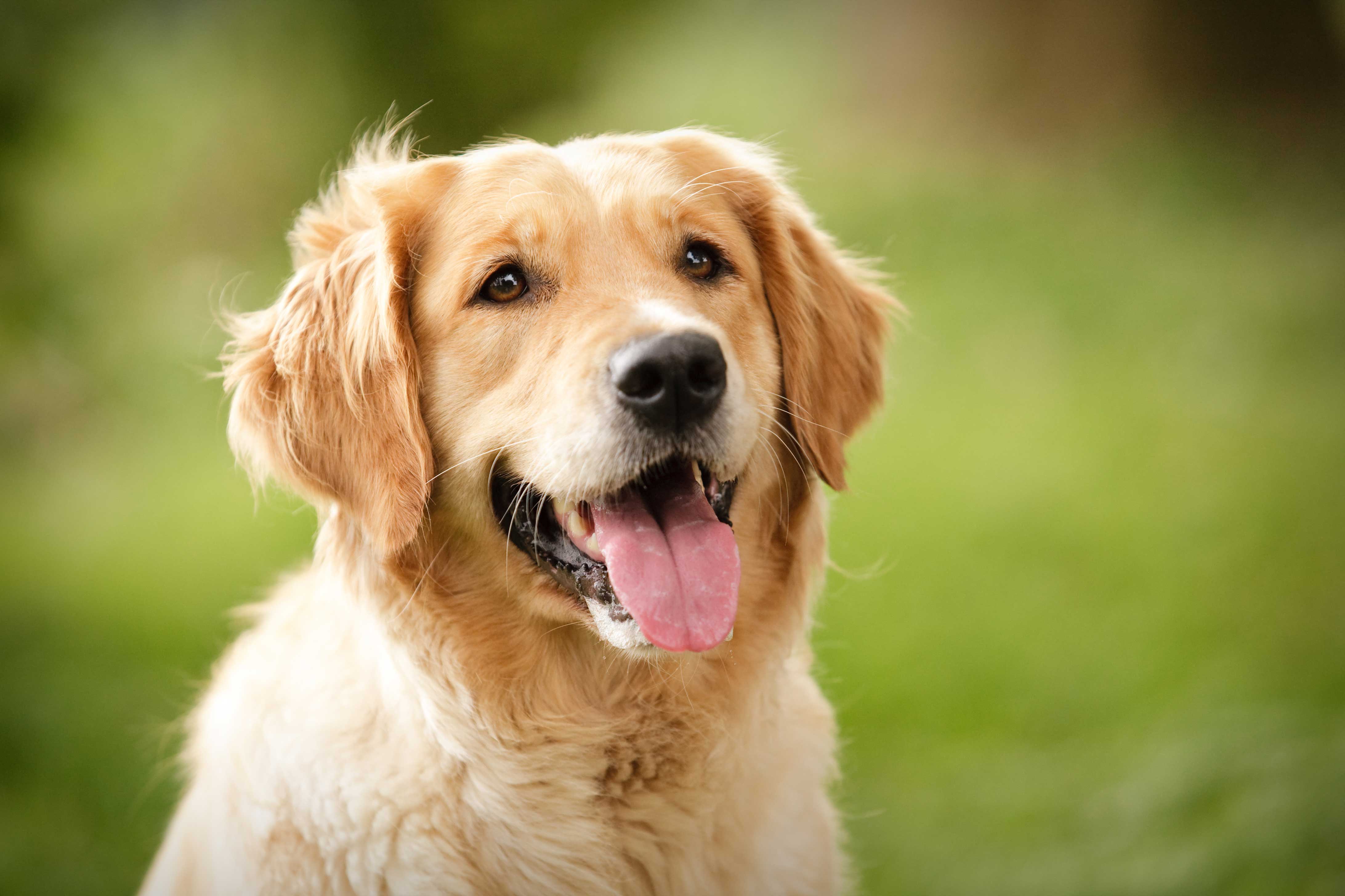 4368x2912 Golden Retriever Wallpaper 0.35 Mb