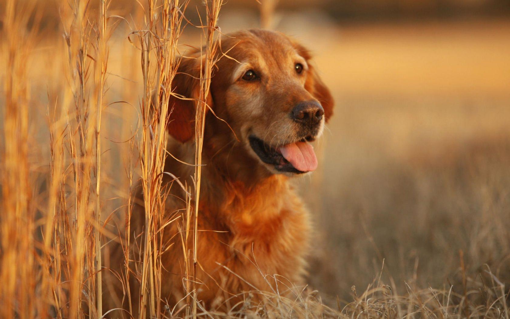 1680x1050 HD Golden Retriever Wallpaper 1680x1050