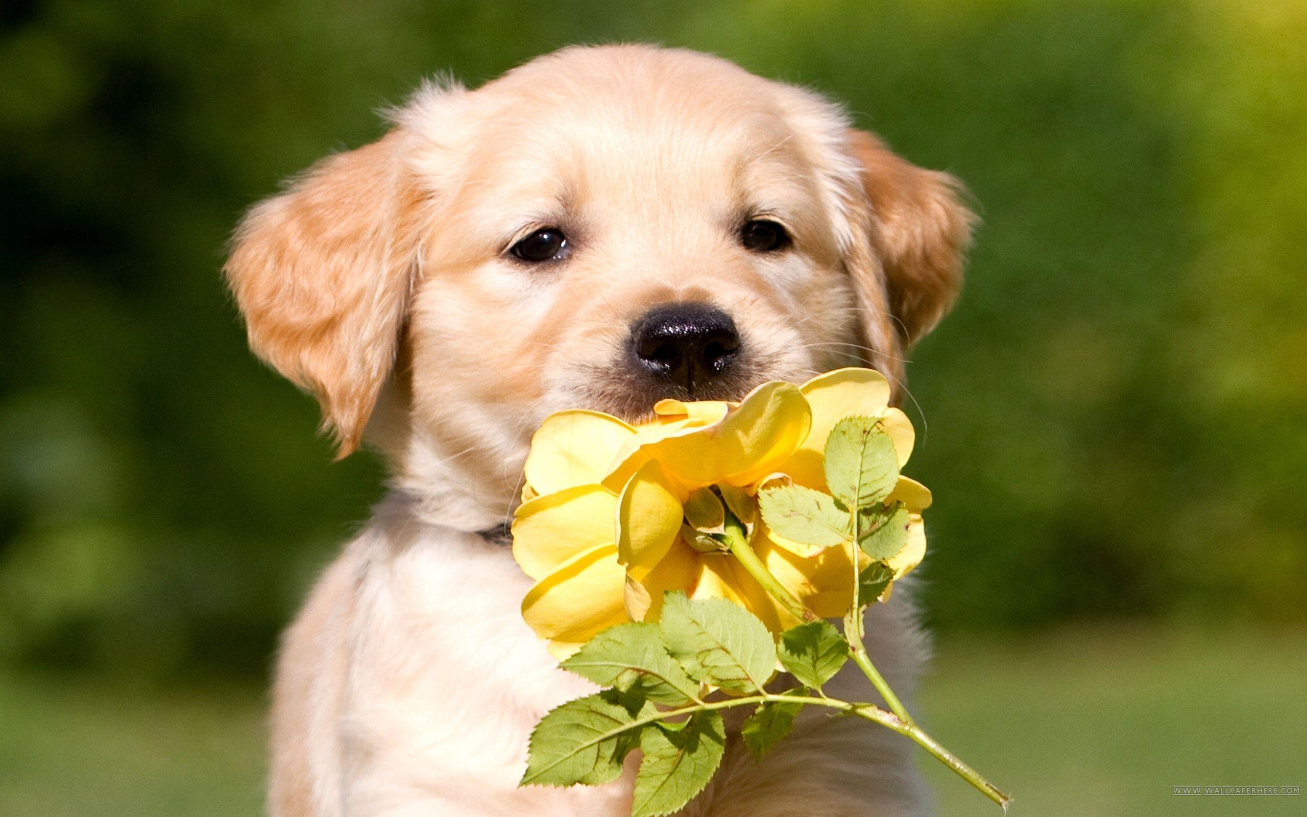 2560x1600 Golden Retriever Puppy, High Definition, High