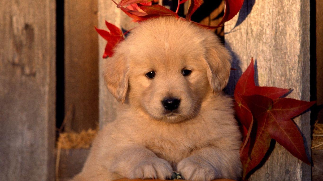 1366x768 cute golden retriever wallpaper