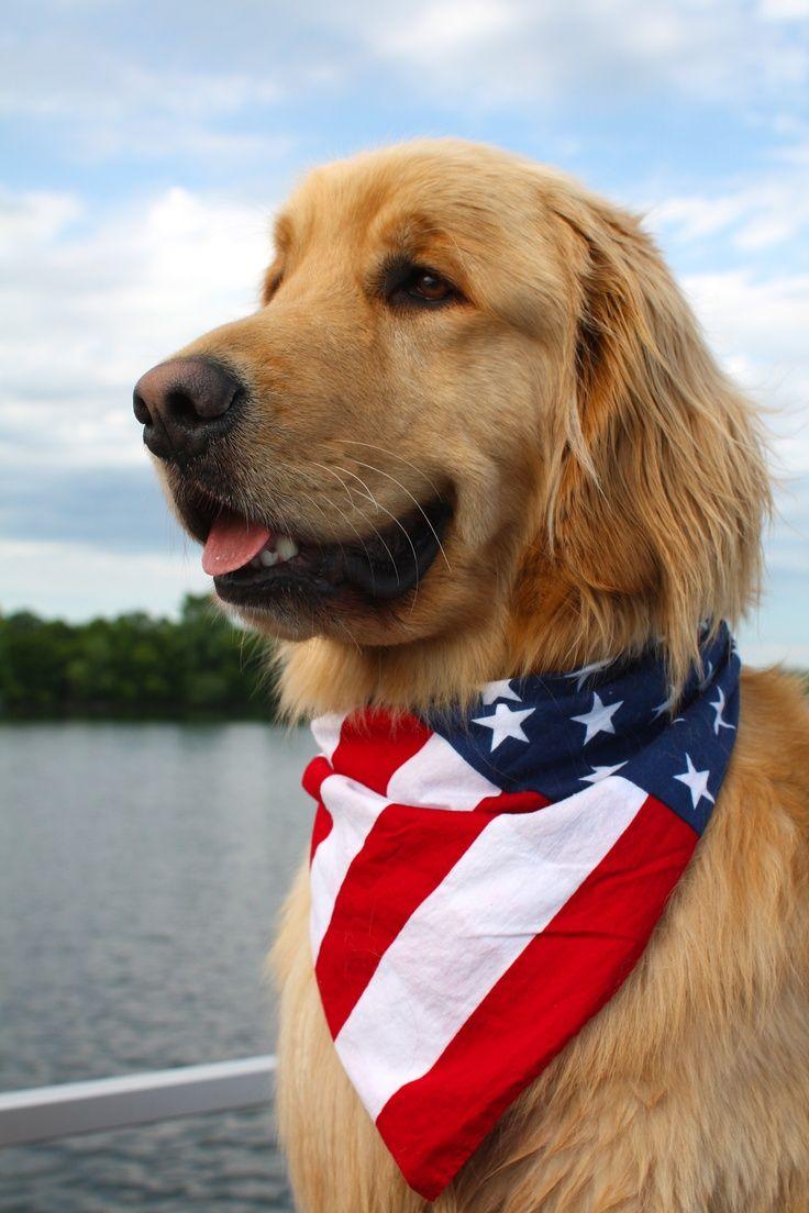 736x1104 Flag day golden retriever photo and wallpaper beautiful