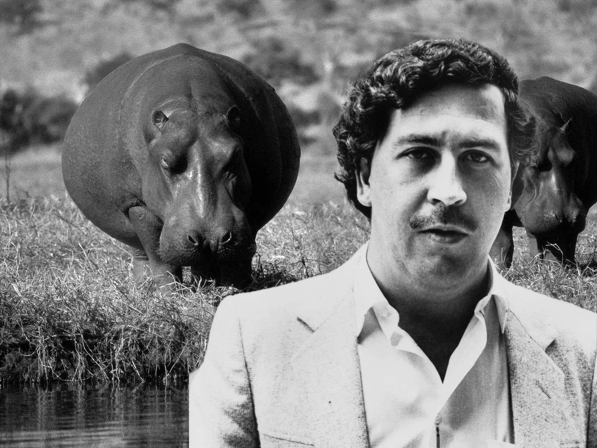 Pablo Escobar Wallpapers - bigbeamng