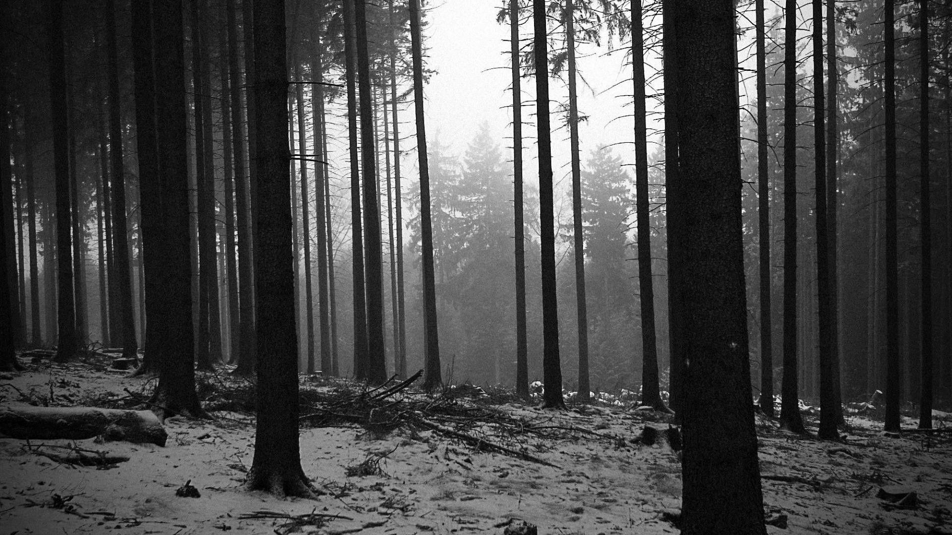 1920x1080 Black and White Forest Wallpaper