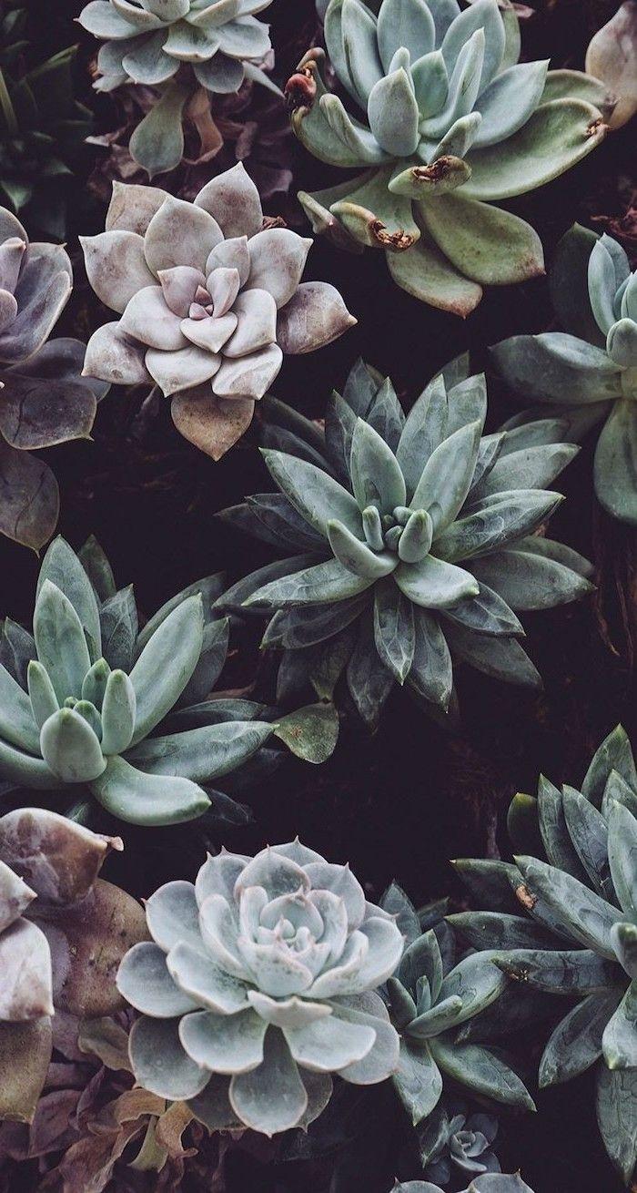 Cute Aesthetic Succulent Wallpapers - Top Free Cute Aesthetic Succulent ...