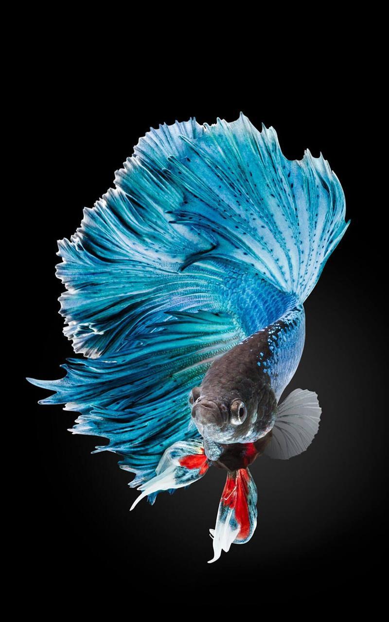 Beautiful Betta Fish Wallpaper:Amazon.com:Appstore for Android