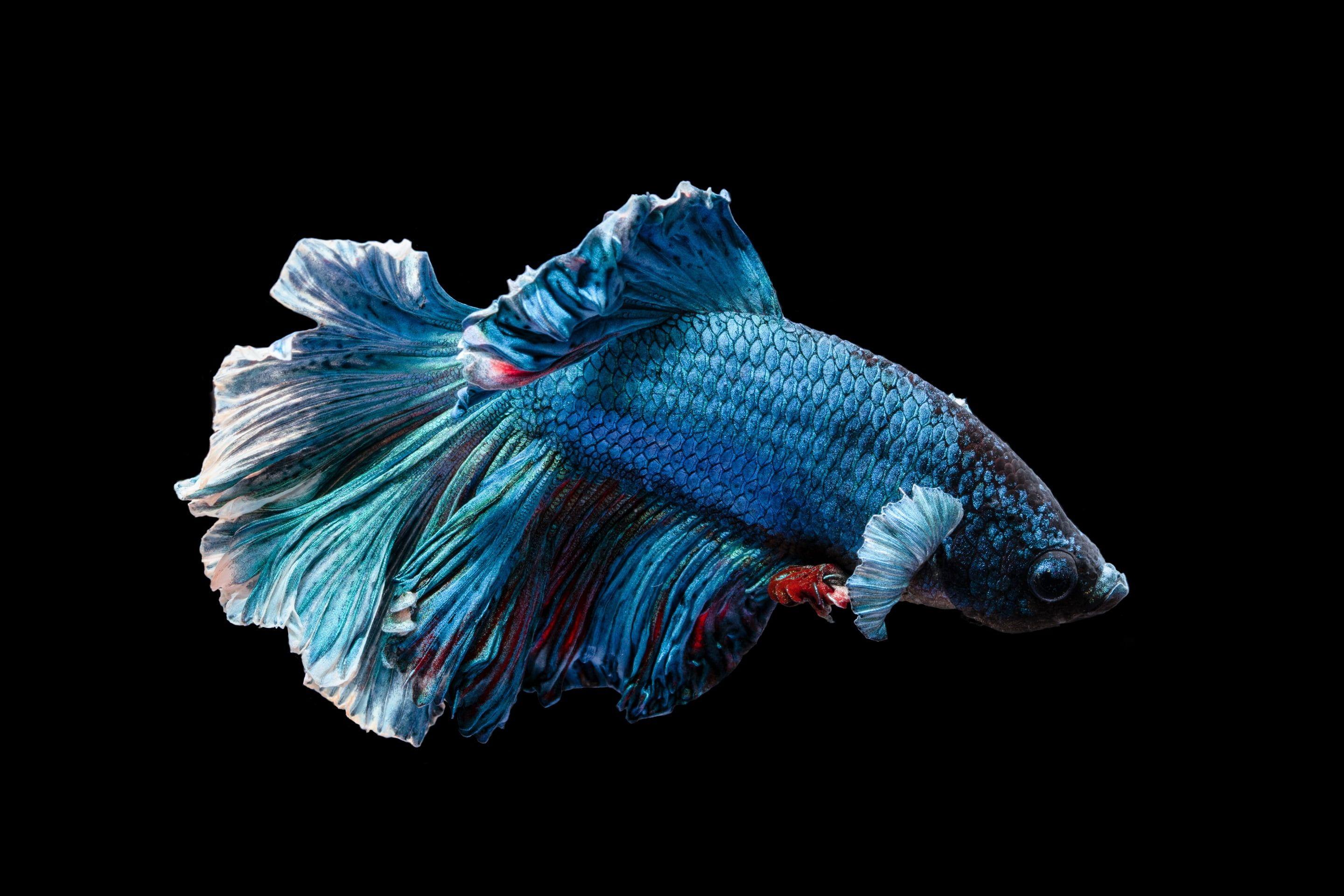 2880x1920 Cá betta xanh và đỏ, cá, động vật, dưới nước, đen HD