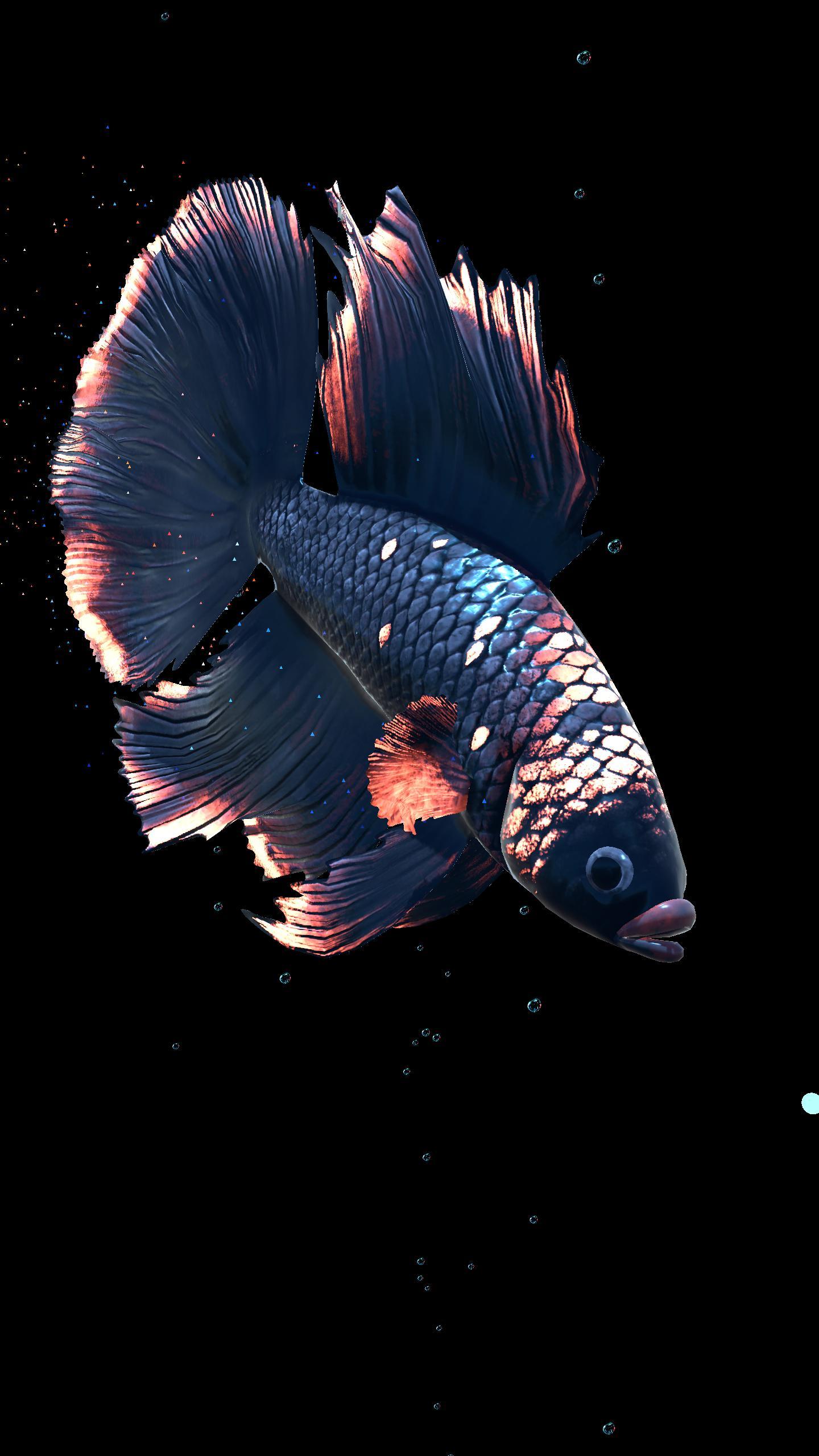 Betta Fish Wallpapers - Top Free Betta Fish Backgrounds - WallpaperAccess