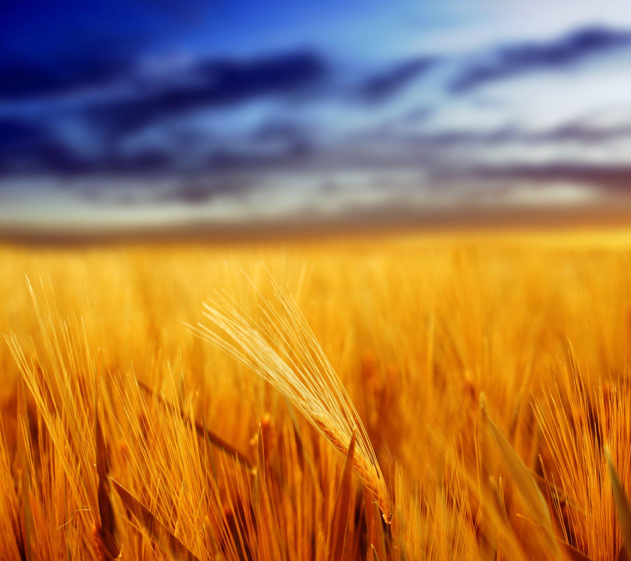 2160x1920 Download Oppo Find 7 Stock Wallpaper 100 % HD Quality