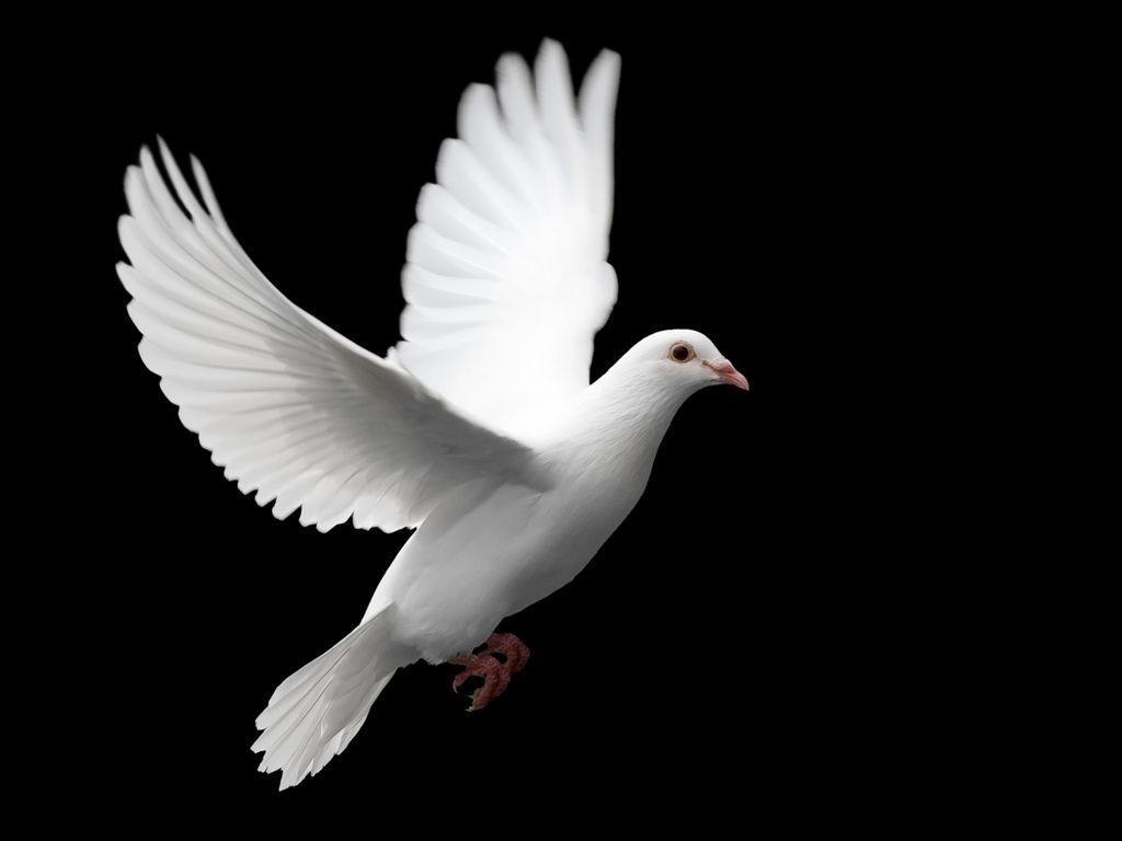 Dove Wallpapers - Top Free Dove Backgrounds - WallpaperAccess