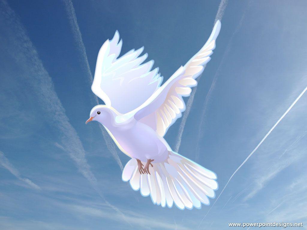 Dove Wallpapers - Top Free Dove Backgrounds - WallpaperAccess