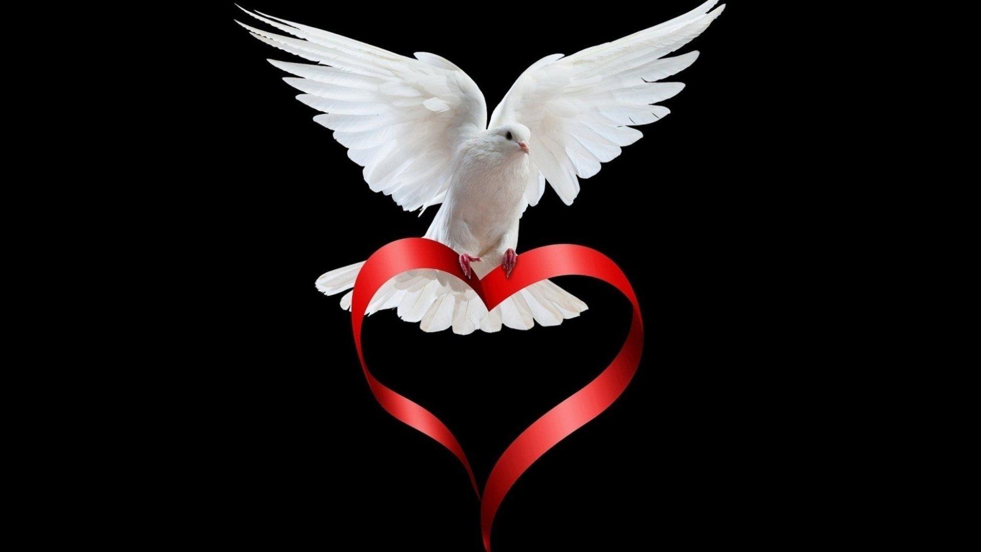 1920x1080 Dove HD Wallpaper and Background Image