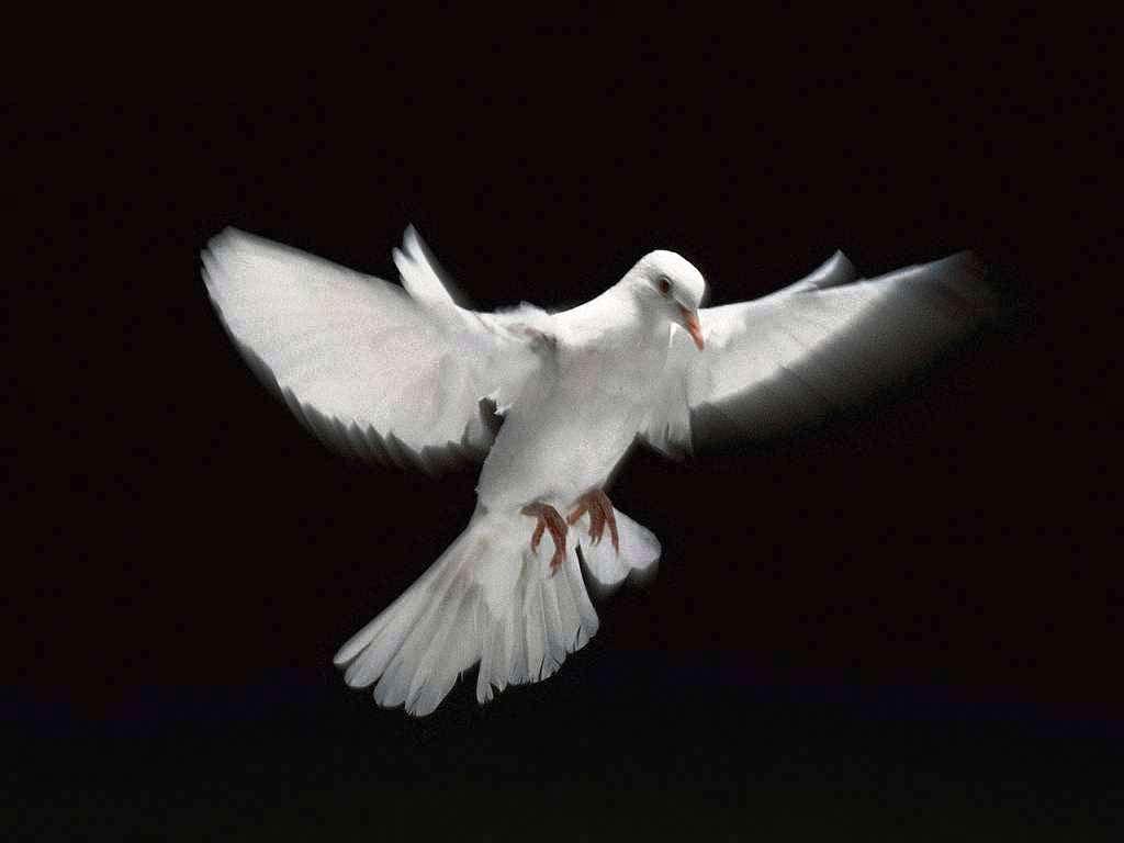 1024x768 Dove Wallpaper