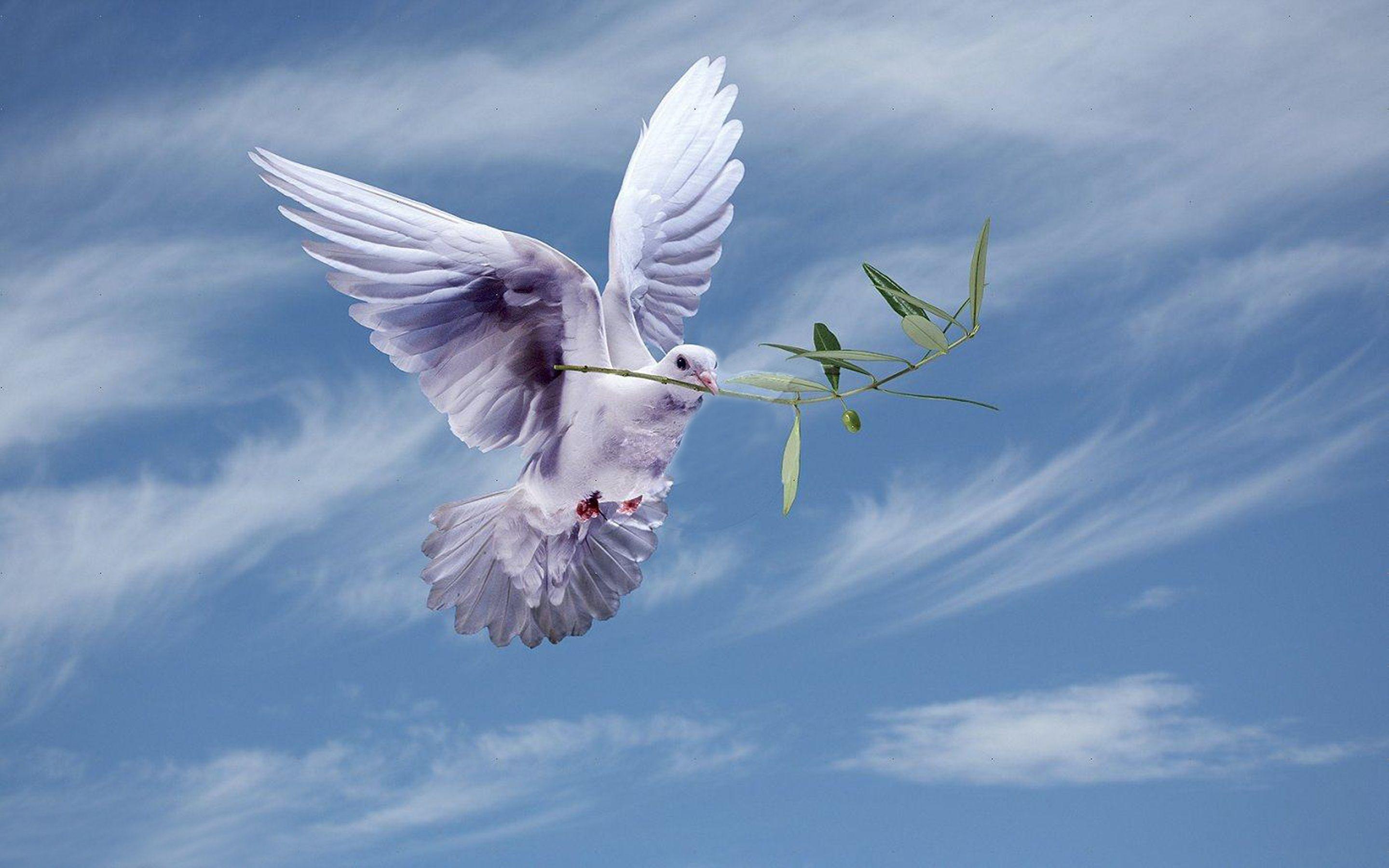 2880x1800 White Dove With An Olive Branch, symbol Of Peace HD