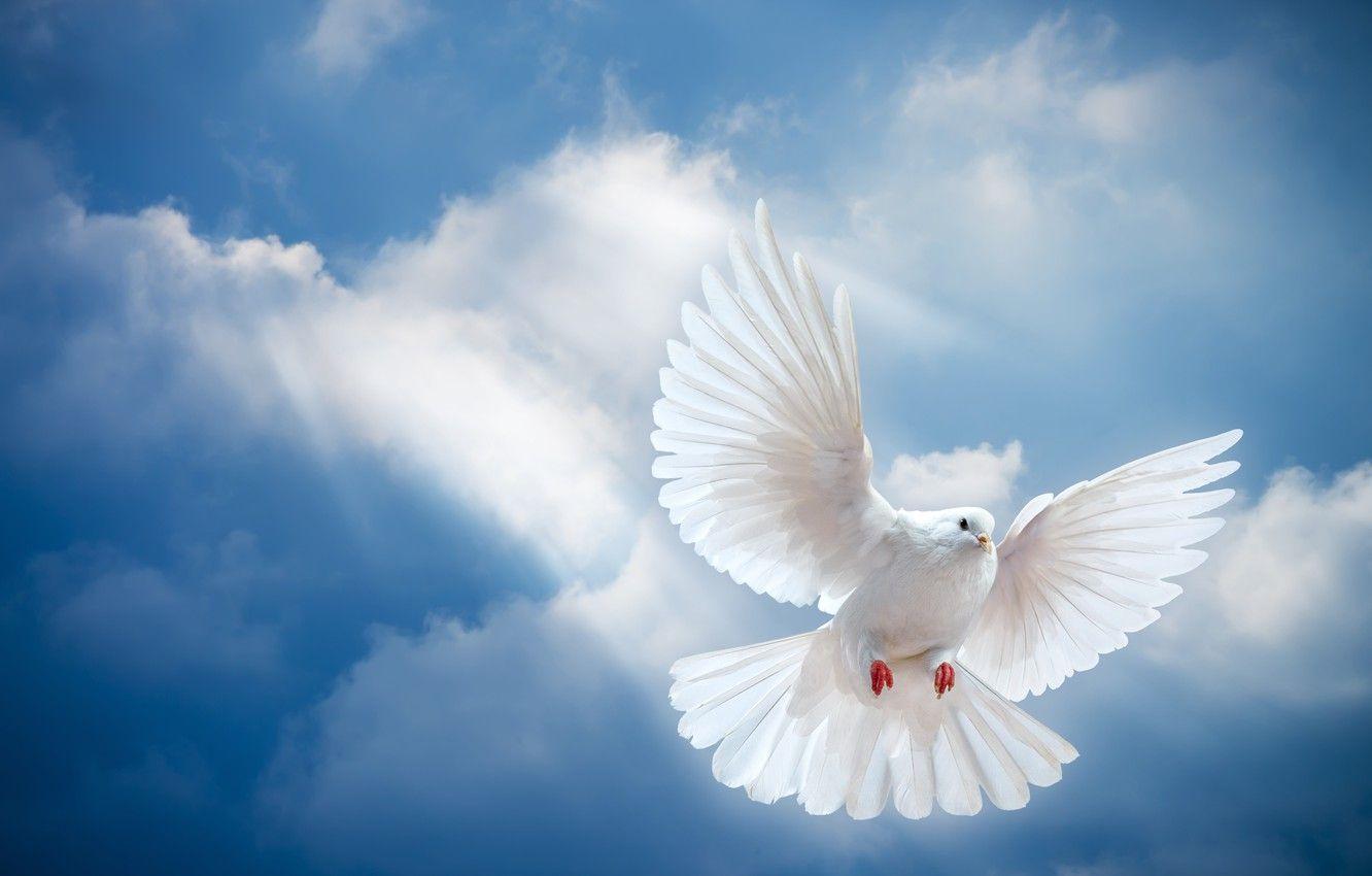 1332x850 Wallpaper the sky, light, bird, the world, white, peace, the rays of the sun, sky, dove, pigeon, white dove, sunrays image for desktop, section животные