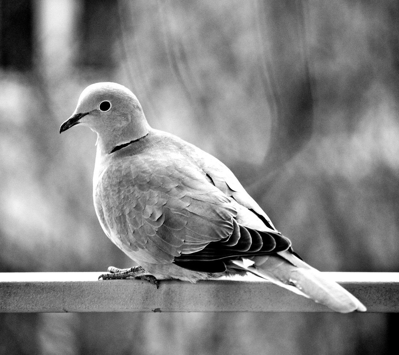 Dove Wallpapers Top Free Dove Backgrounds WallpaperAccess