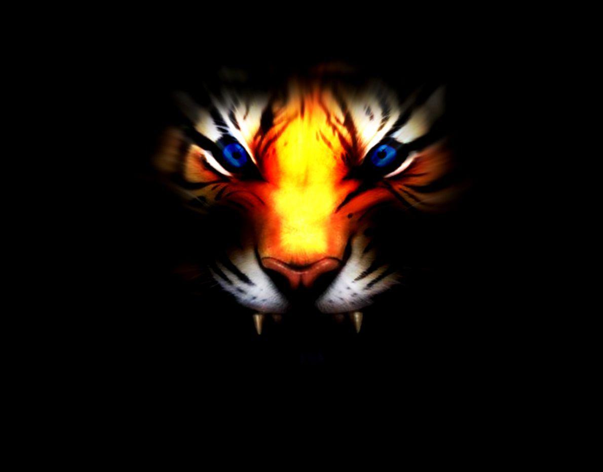 1190x931 White Tiger With Blue Eyes Wallpaper 3D