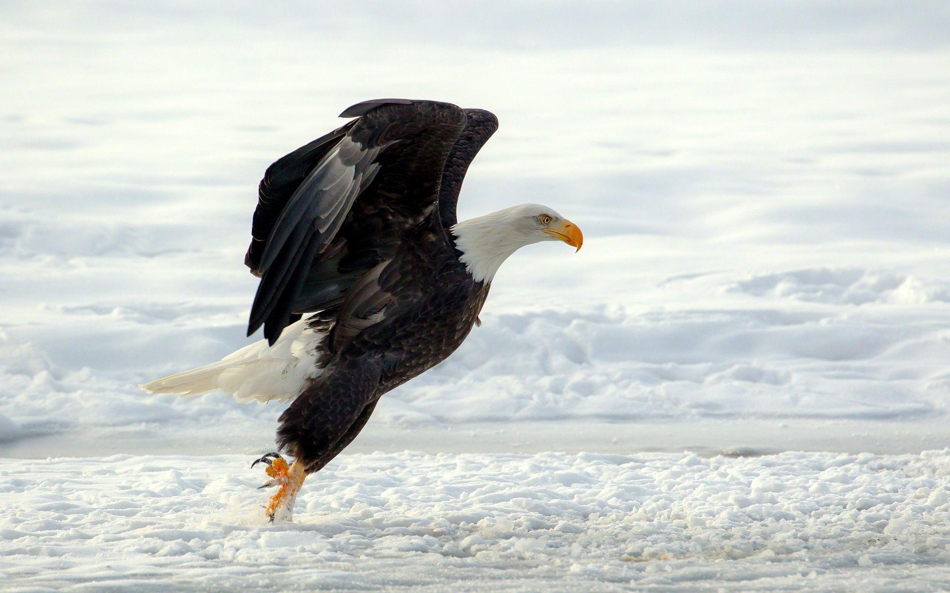 1920x1200 Bald Eagle Flying Over Mountains HD desktop wallpaper High. HD