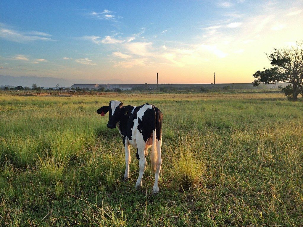1024x768 Atom heart mother