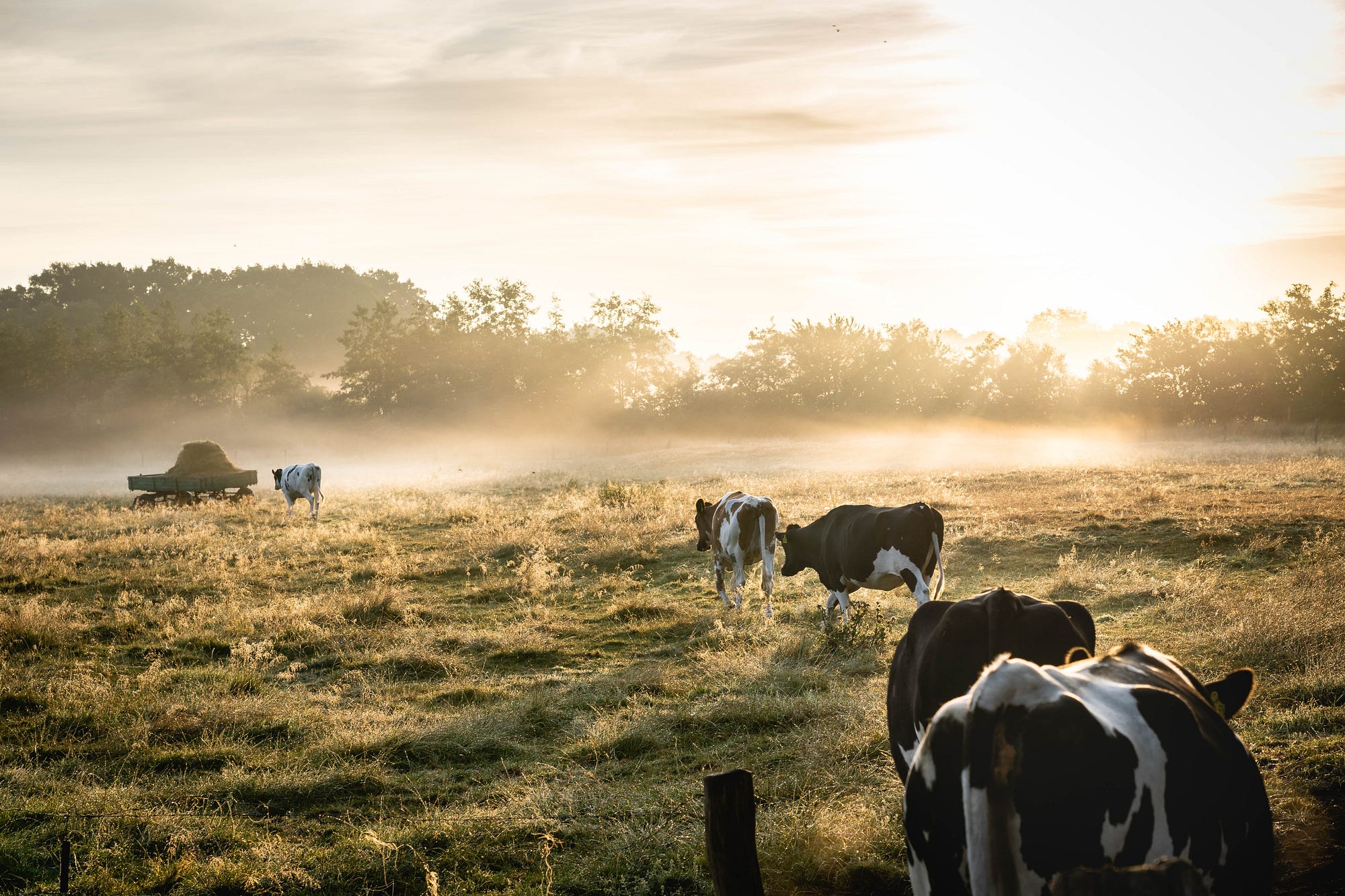 2000x1333 Atom Heart Mother' cow