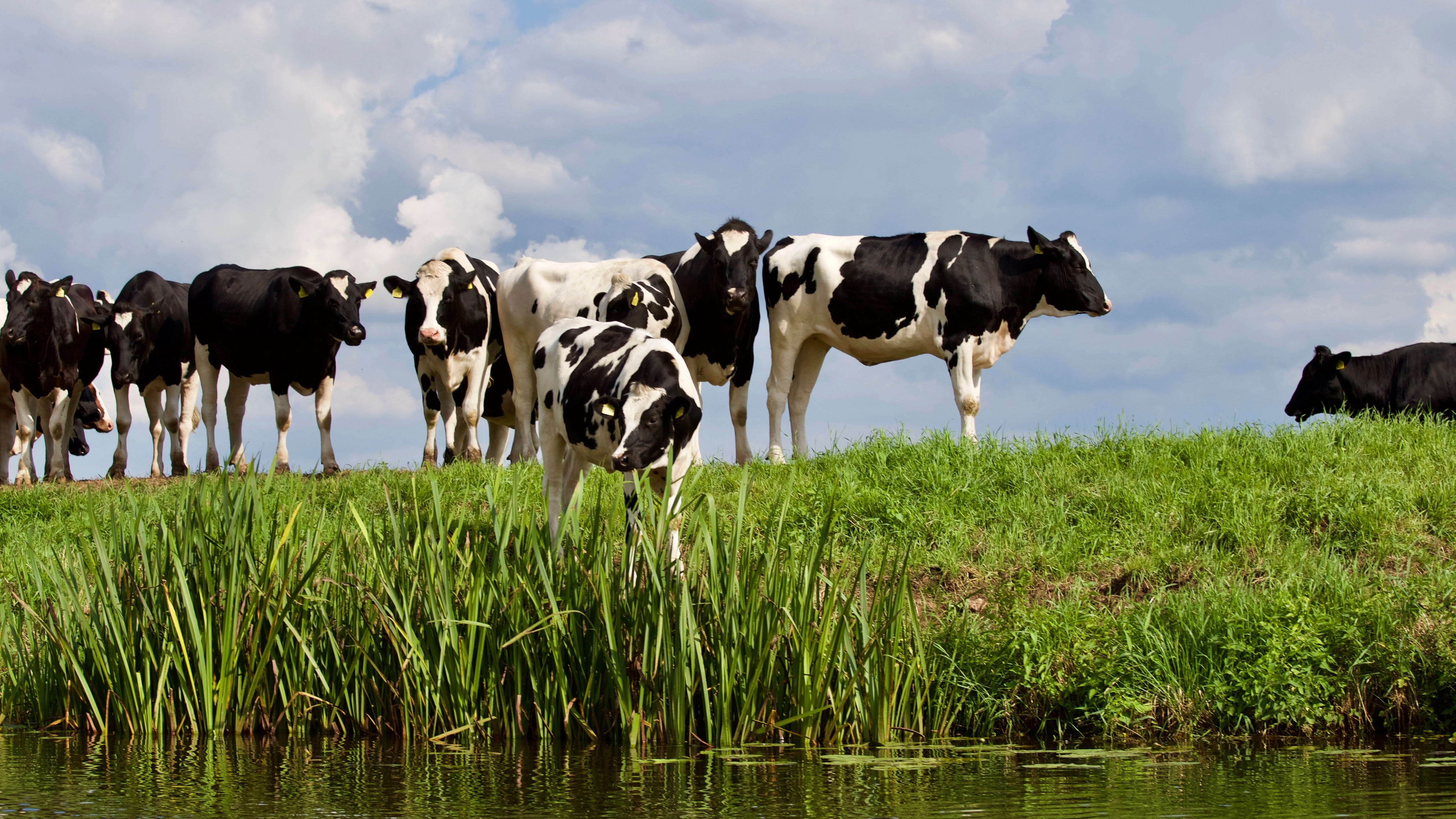 5039x2834 Atom Heart Mother' cow
