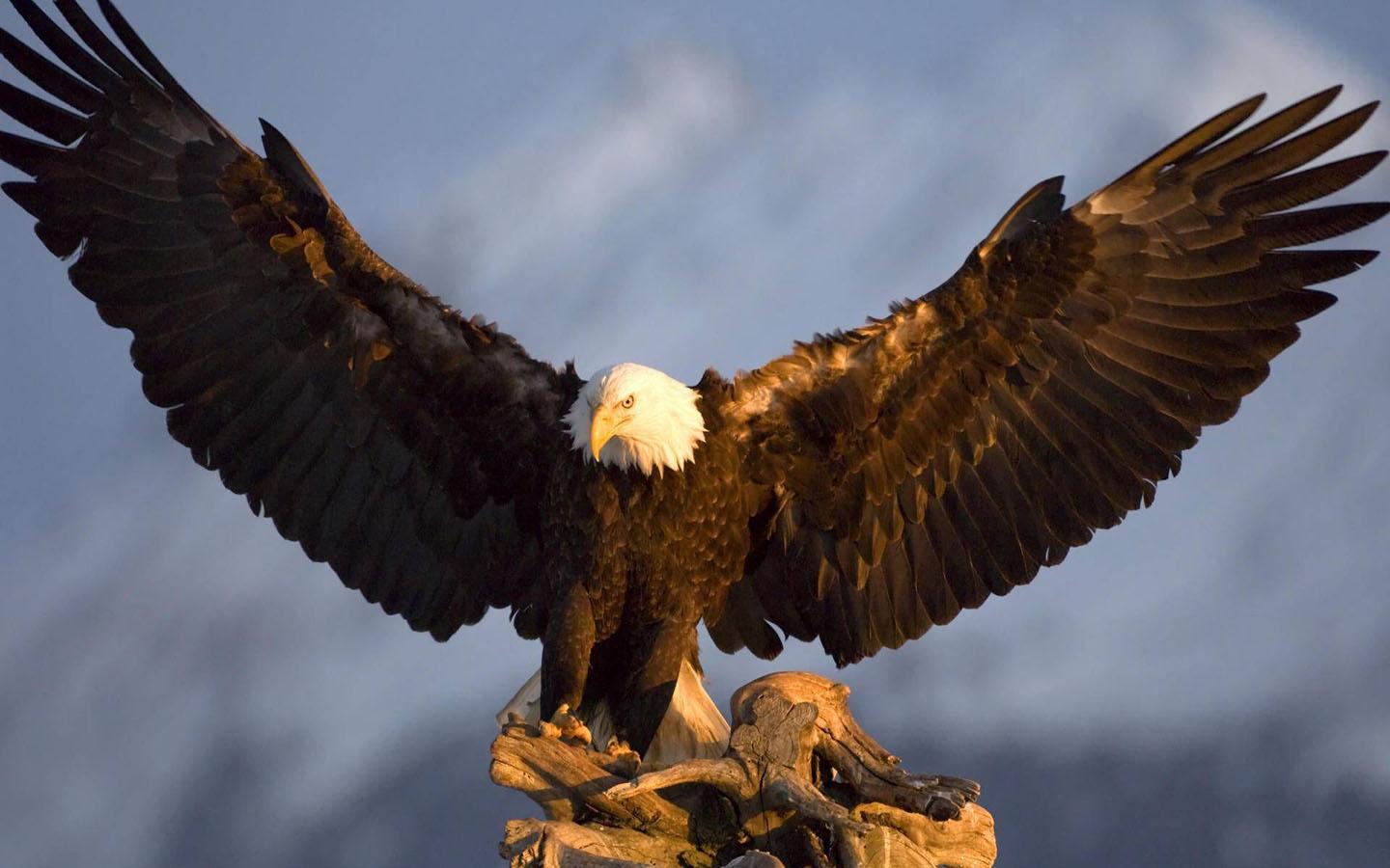1440x900 American Eagle Wallpaper