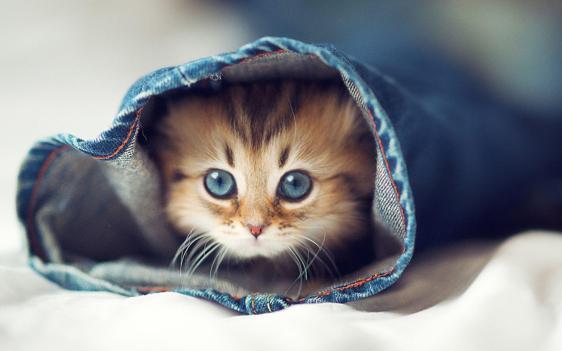 Tumblr Cute Cat Desktop Wallpapers - Top Free Tumblr Cute ...