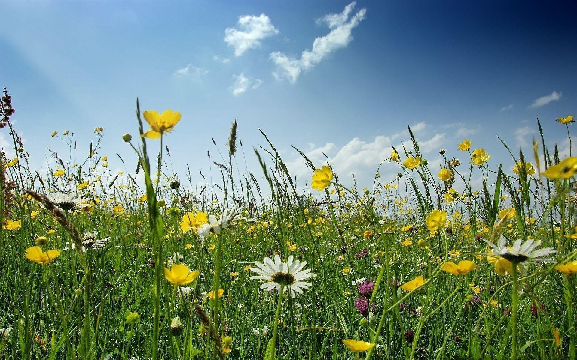 Wild Flowers Wallpapers Top Free Wild Flowers Backgrounds 
