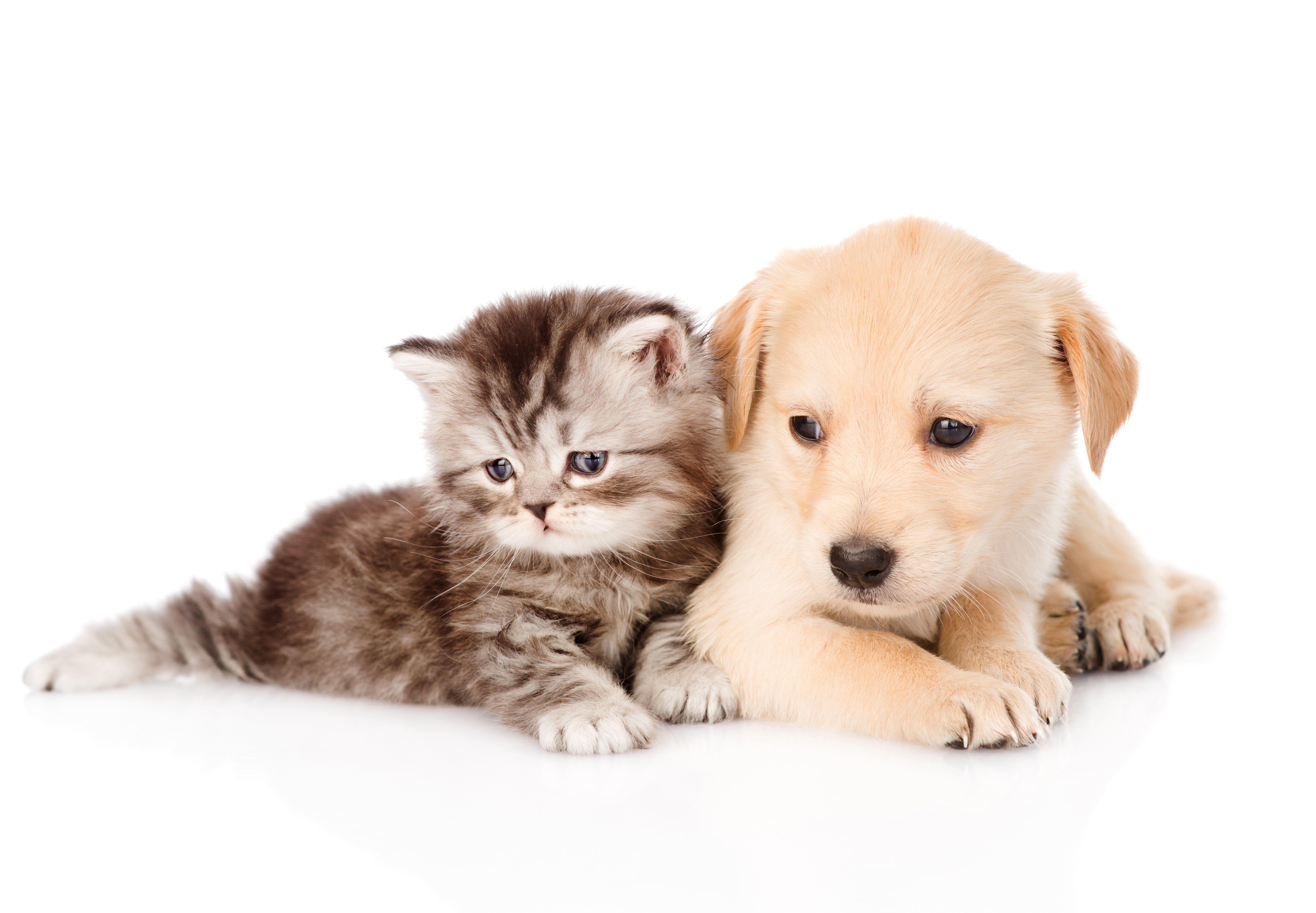 Cat And Dog Desktop Wallpapers Top Free Cat And Dog Desktop Backgrounds WallpaperAccess