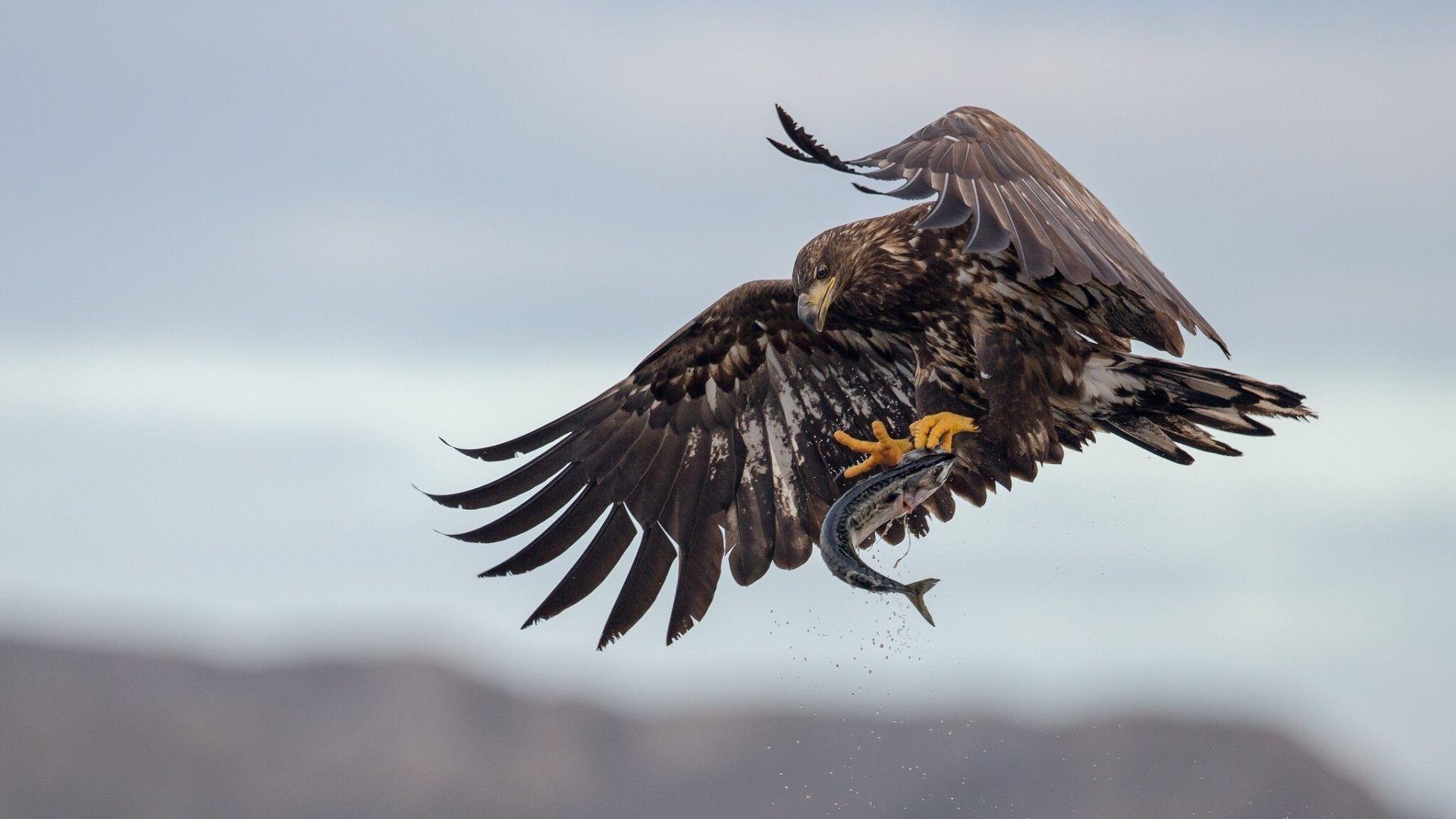 1920x1080 October 2017: Flying Raptor Wings Fish Fishing Eagle
