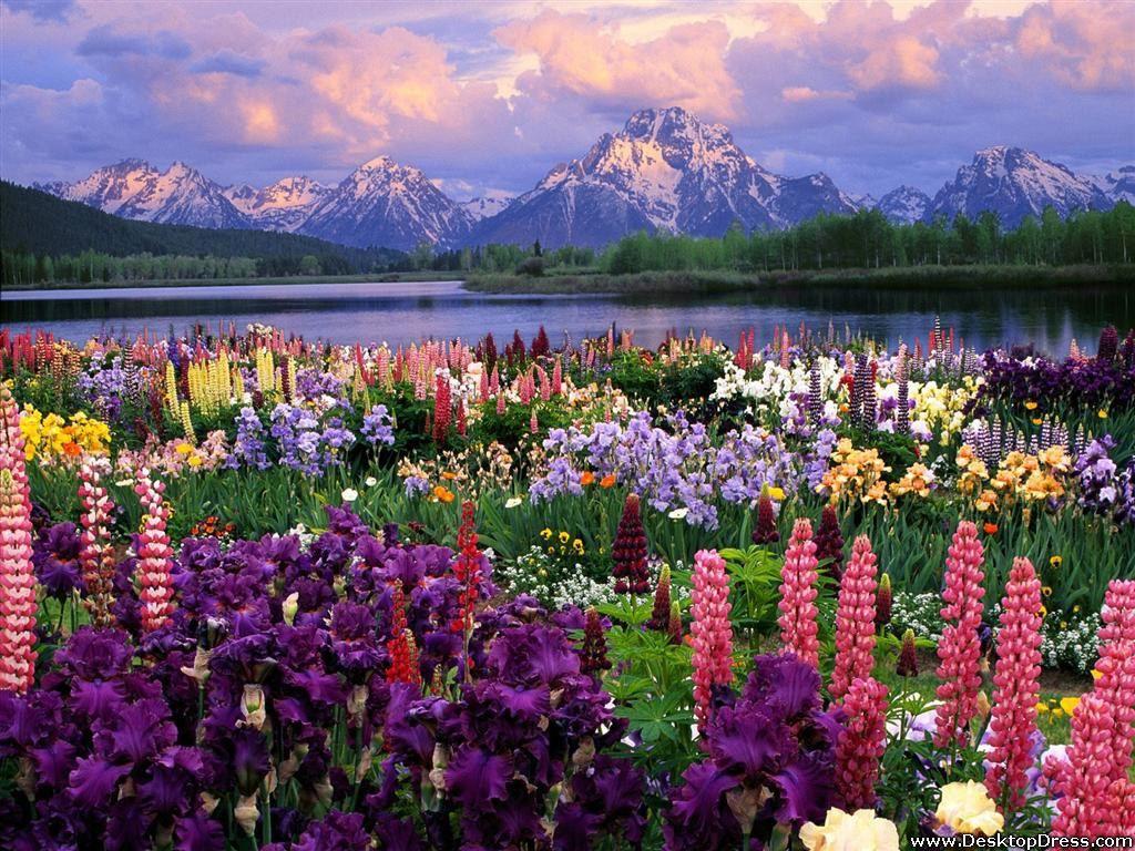 1024x768 Desktop Wallpaper Flowers Background Grand Teton