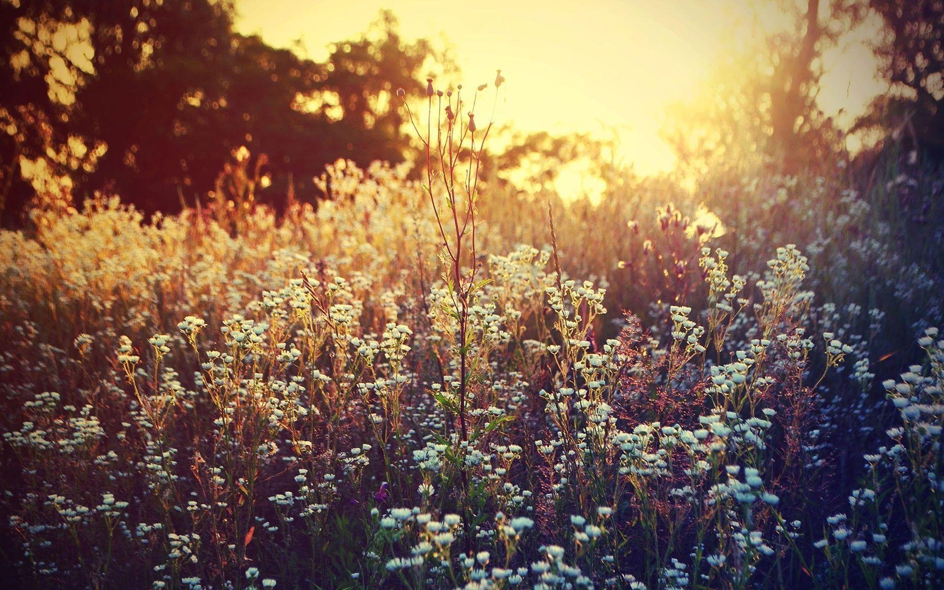 1920x1200 Wallpaper Wild Flowers
