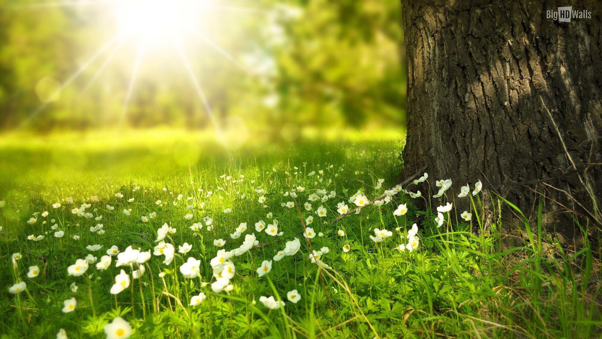 1920x1080 Wild Flower Wallpaper