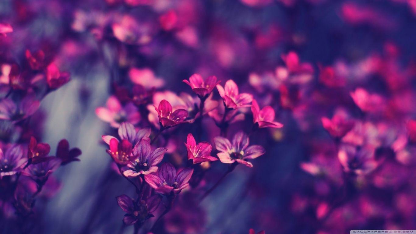 1366x768 Wild Flowers Wallpaper