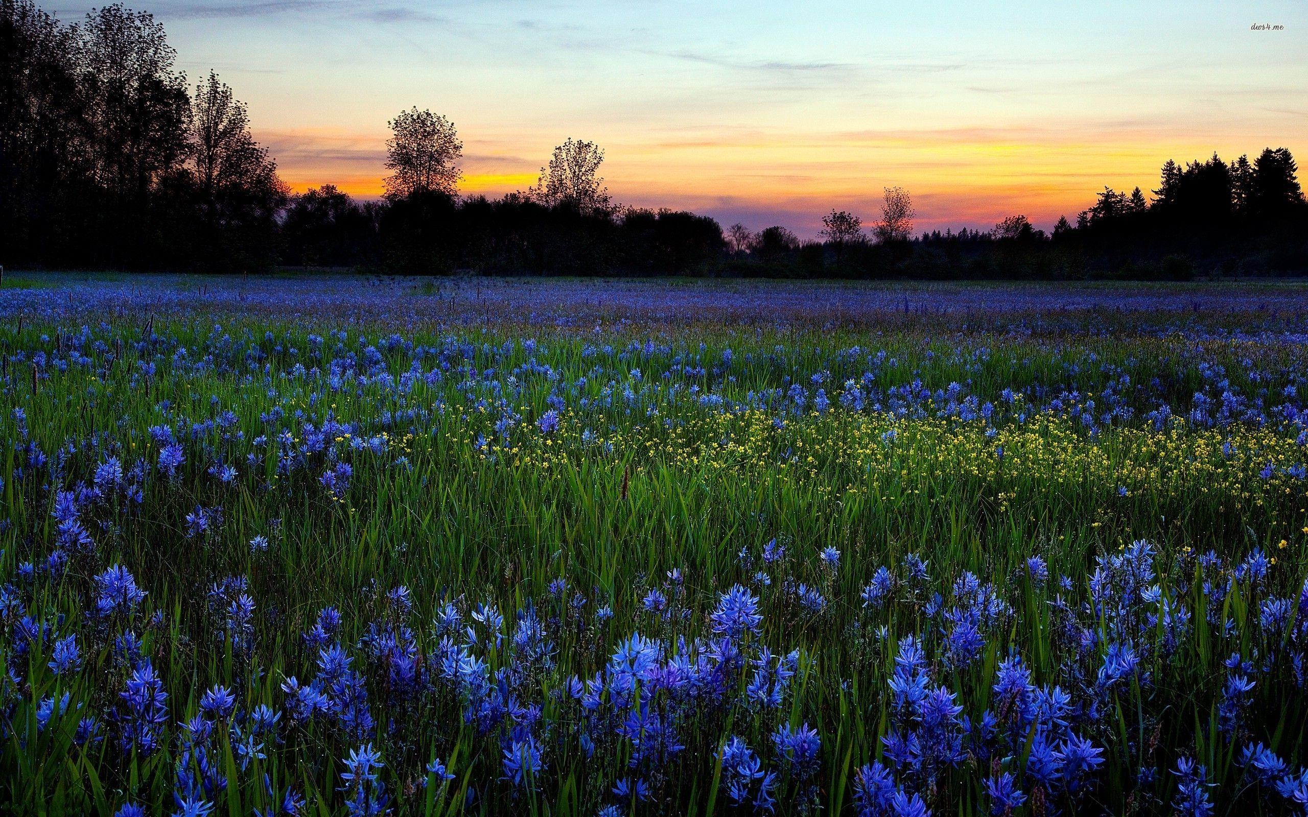 2560x1600 Blue wildflowers wallpaper wallpaper