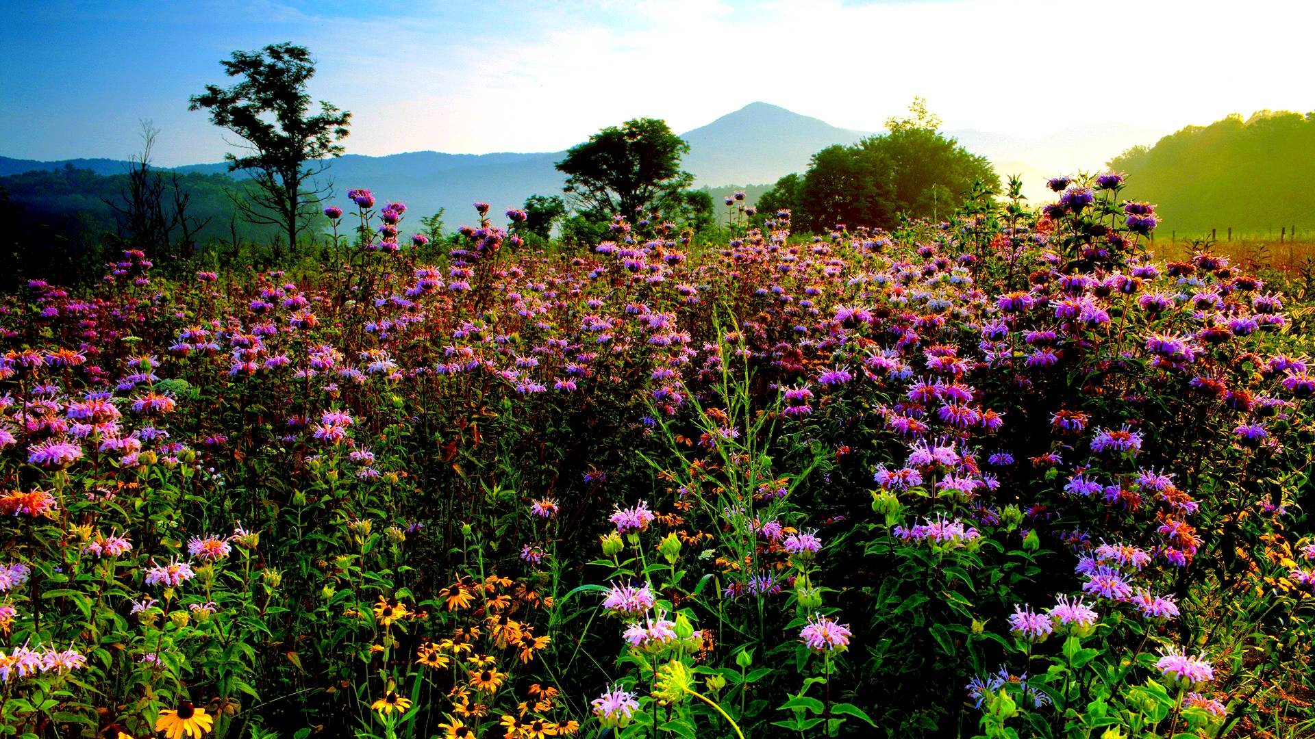 1920x1080 Field Flowers Wallpaper High Quality