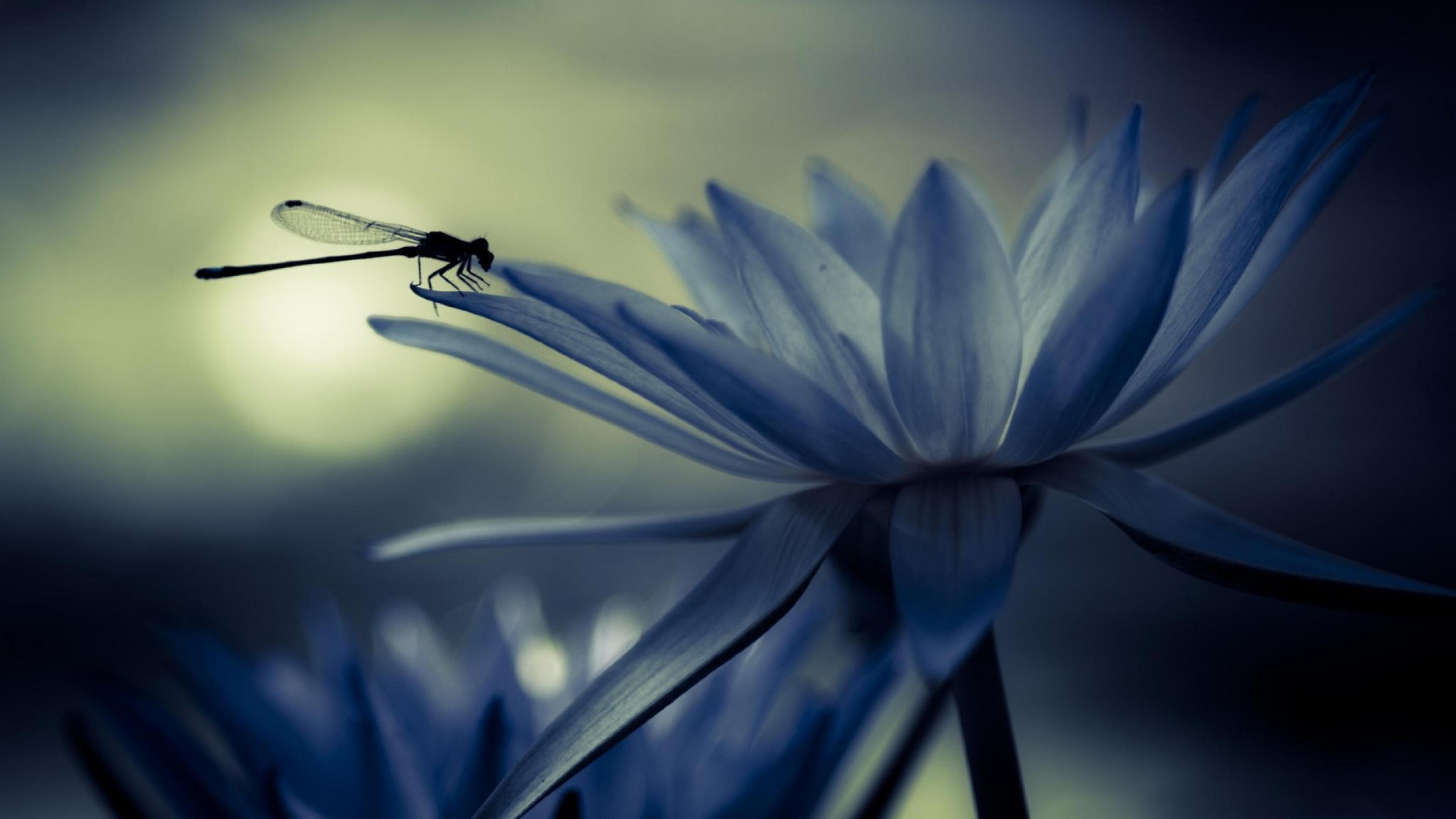 3840x2160 4K Dragonfly Desktop HD Wallpaper 11098