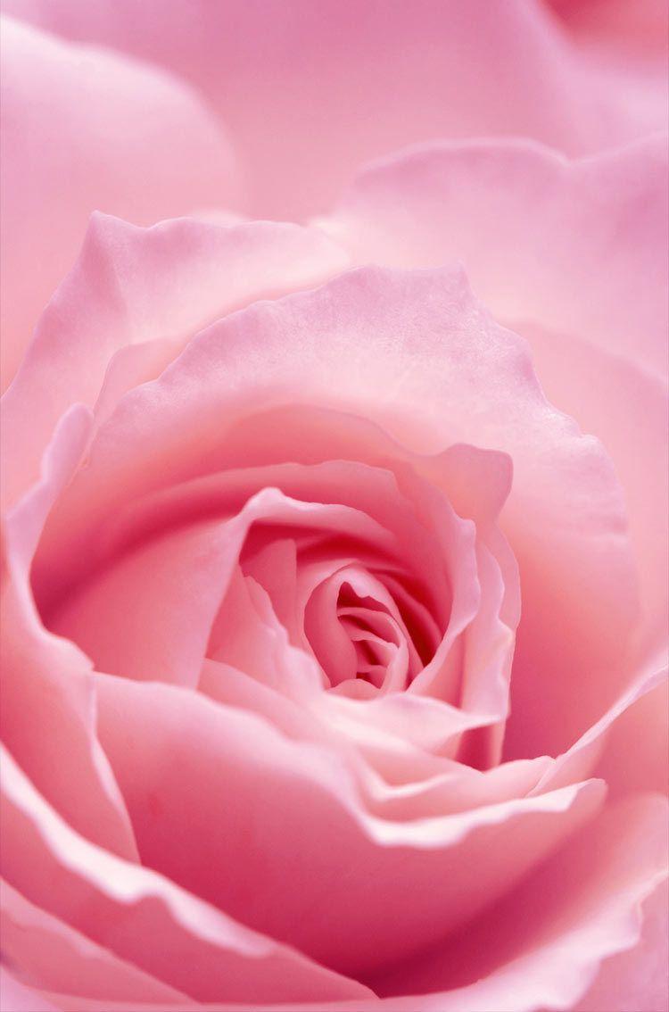 Pink Rose pink rose flower bonito HD phone wallpaper  Peakpx
