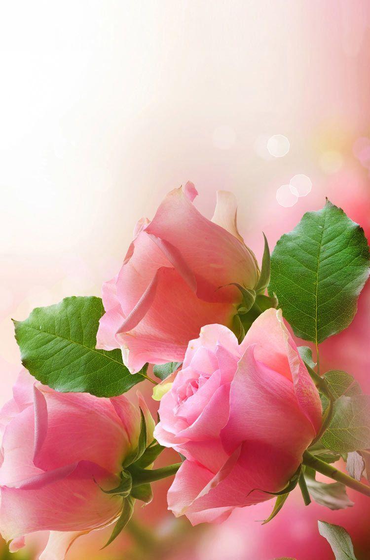 750x1134 Pink Roses Flowers iphone HD wallpaper