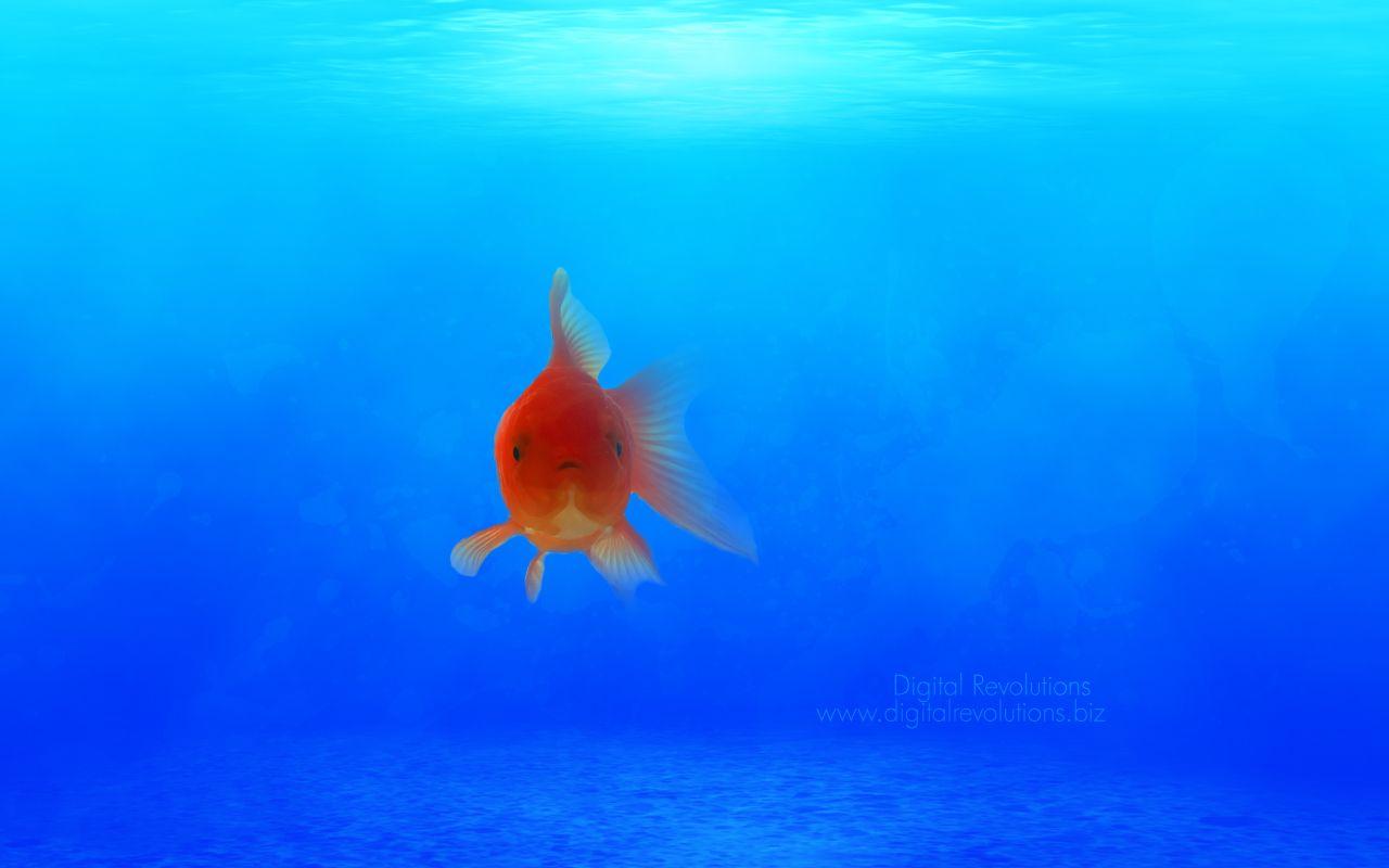 1280x800 Digital Revolutions Undersea Aquatic Wallpaper