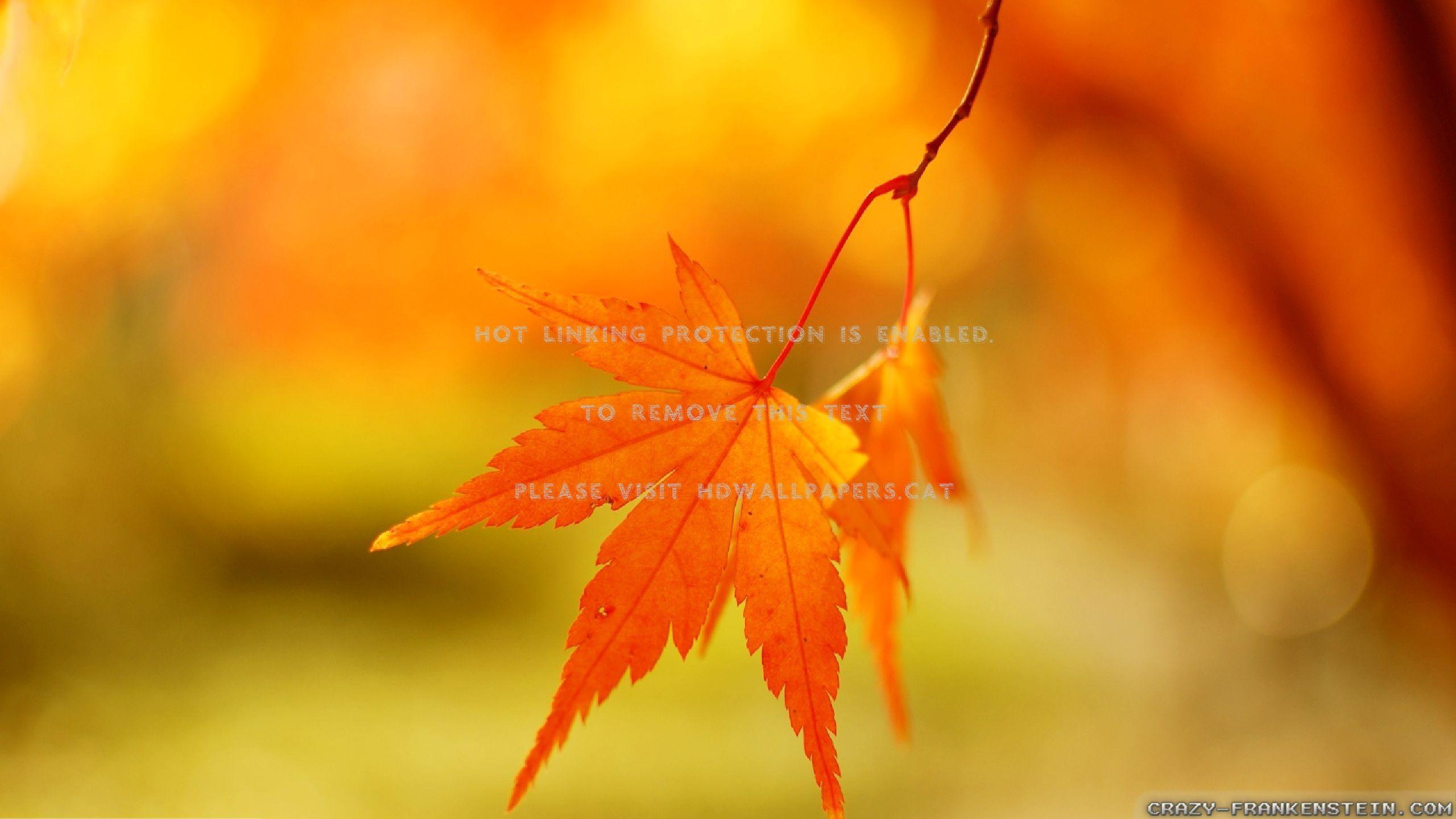 2560x1440 autumn leaf background abstract fall nature