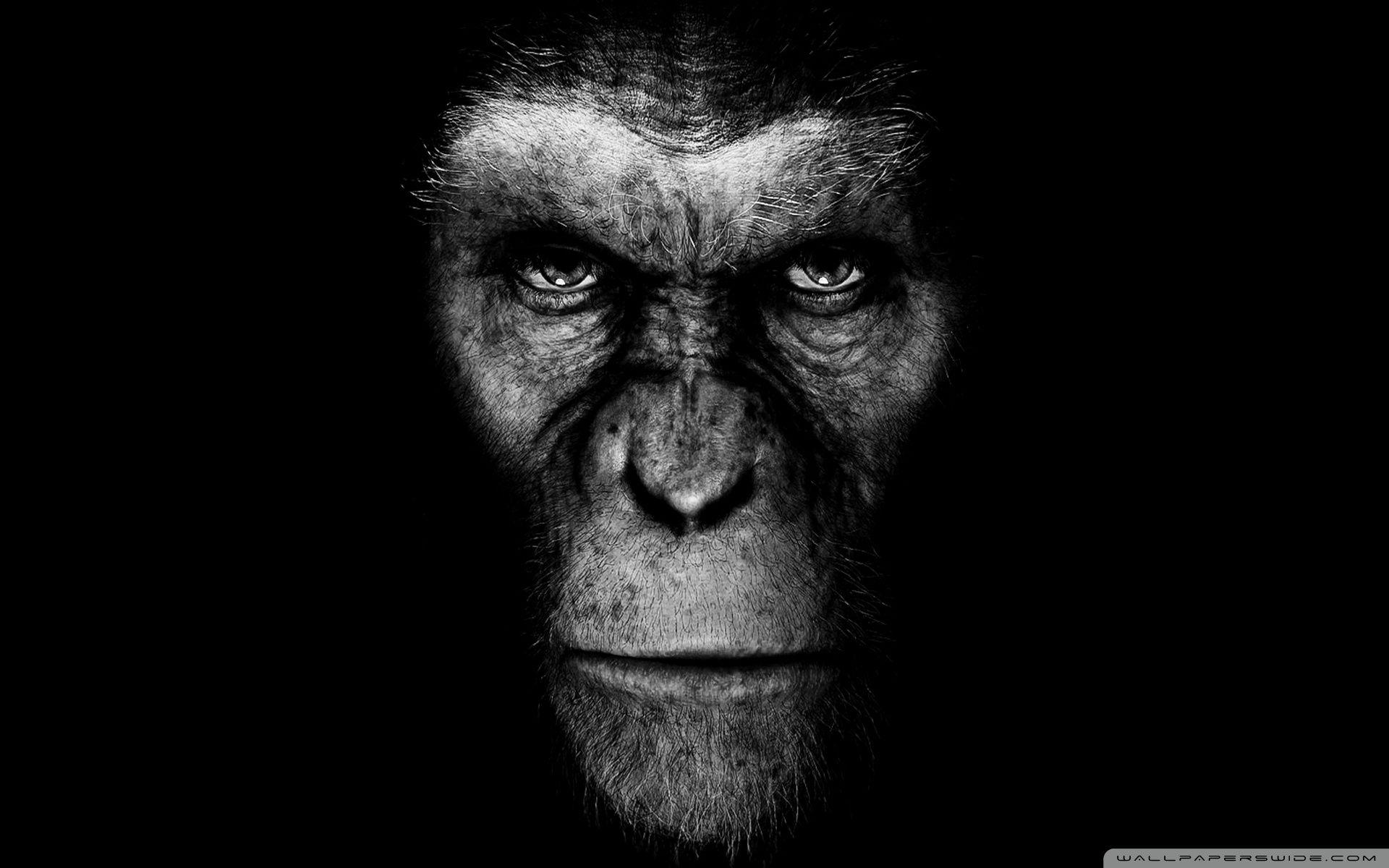 Wallpaper War for the Planet of the Apes 4k Movies 13849