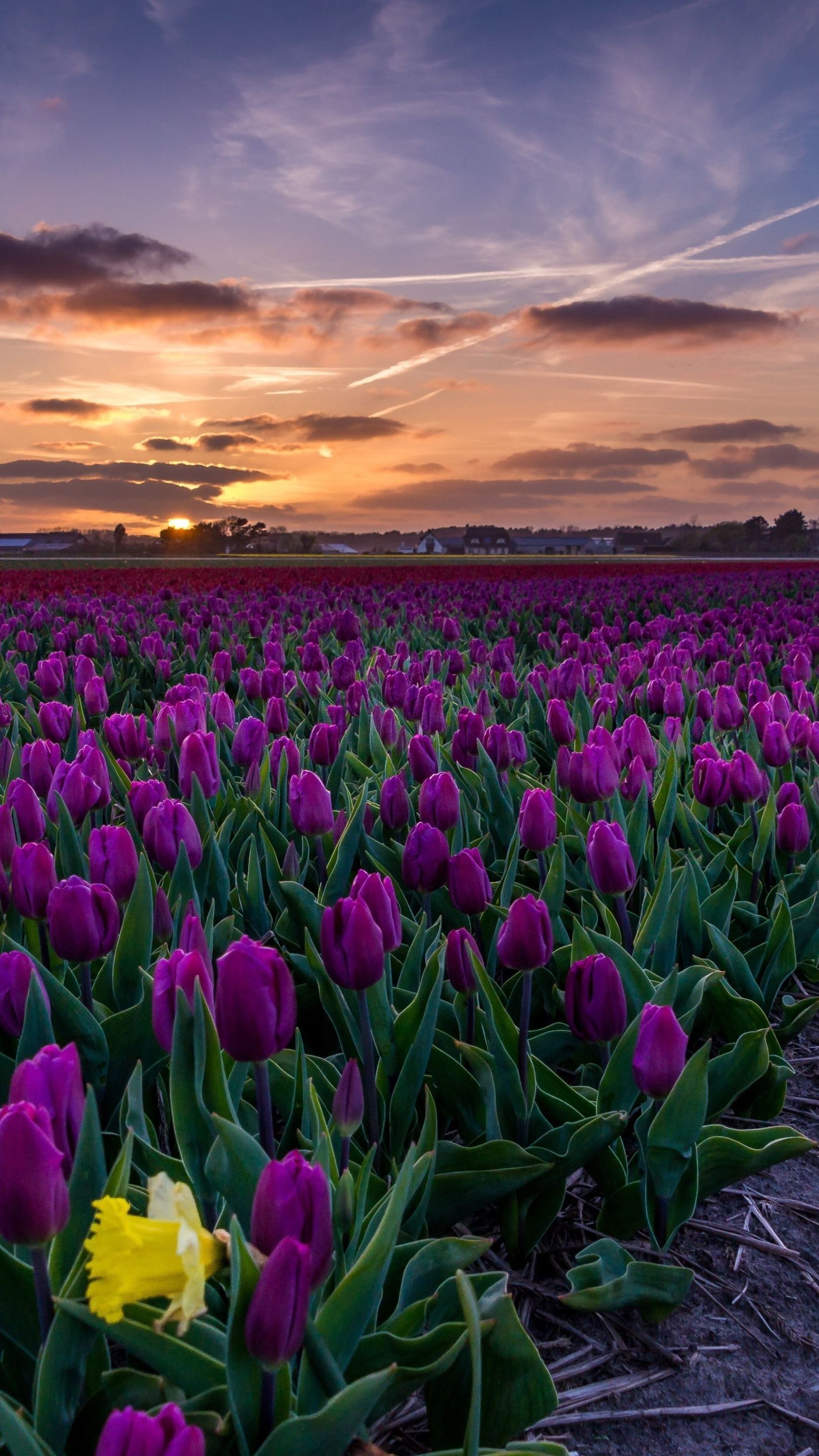 1620x2880 Purple tulips