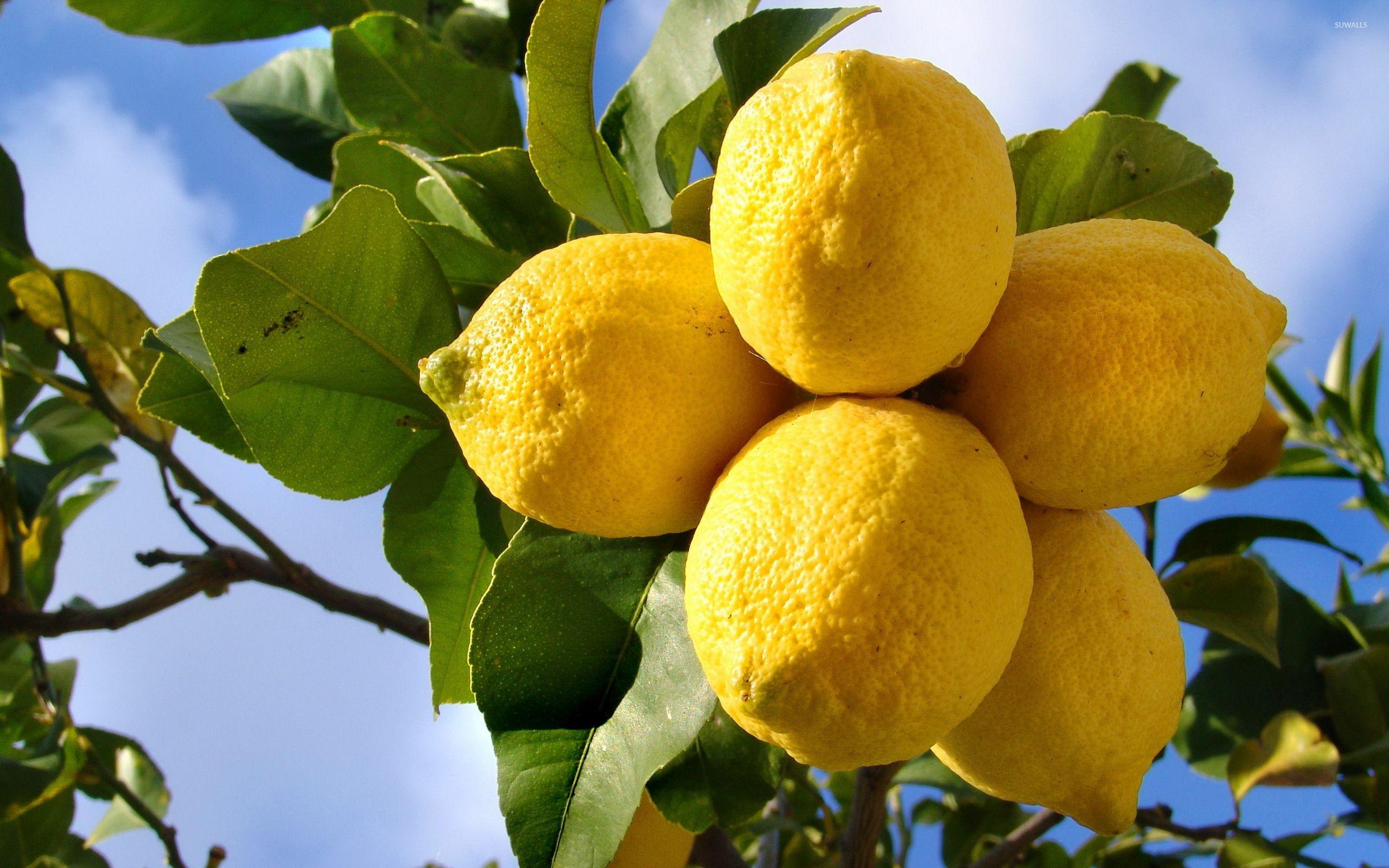 2560x1600 Lemons [2] wallpaper wallpaper
